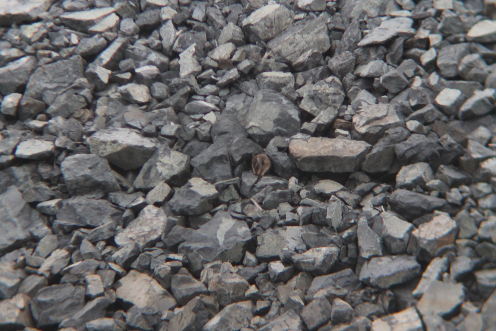 Unadorned Rock-wallaby (Petrogale inornata)