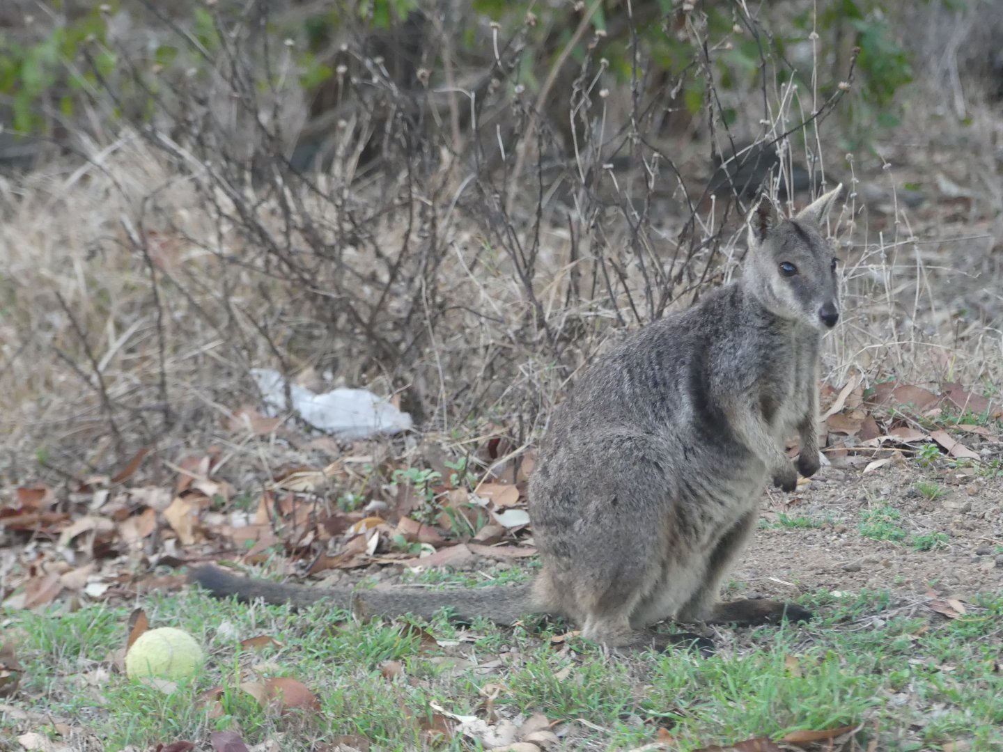 Unadorned Rock-wallaby (Petrogale inornata)