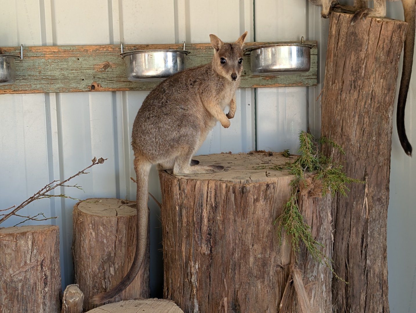Unadorned rock-wallaby (Petrogale inornata)