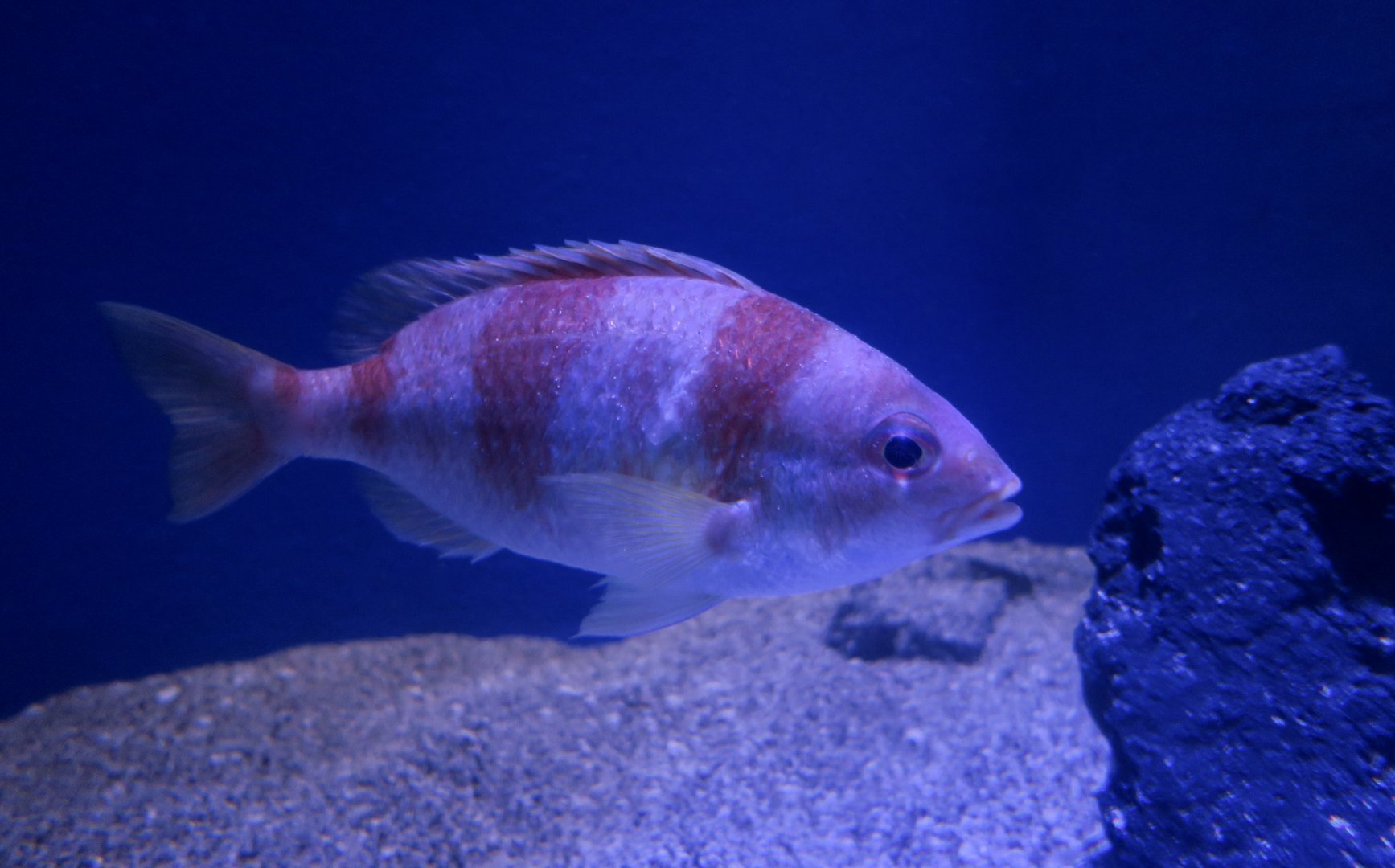 Unarmed Dwarf Monocle Bream (Parascolopsis inermis)