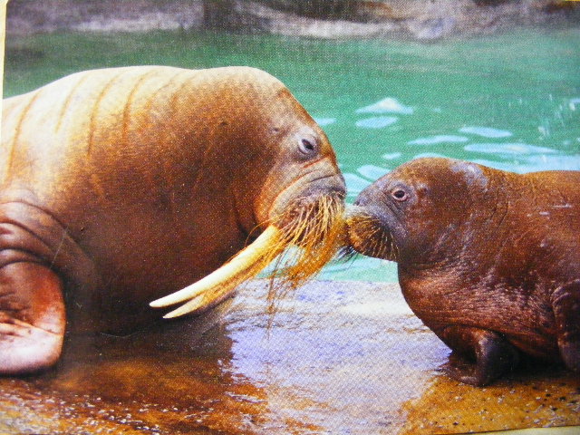 Undated Postcard Hagenbeck Hamburg