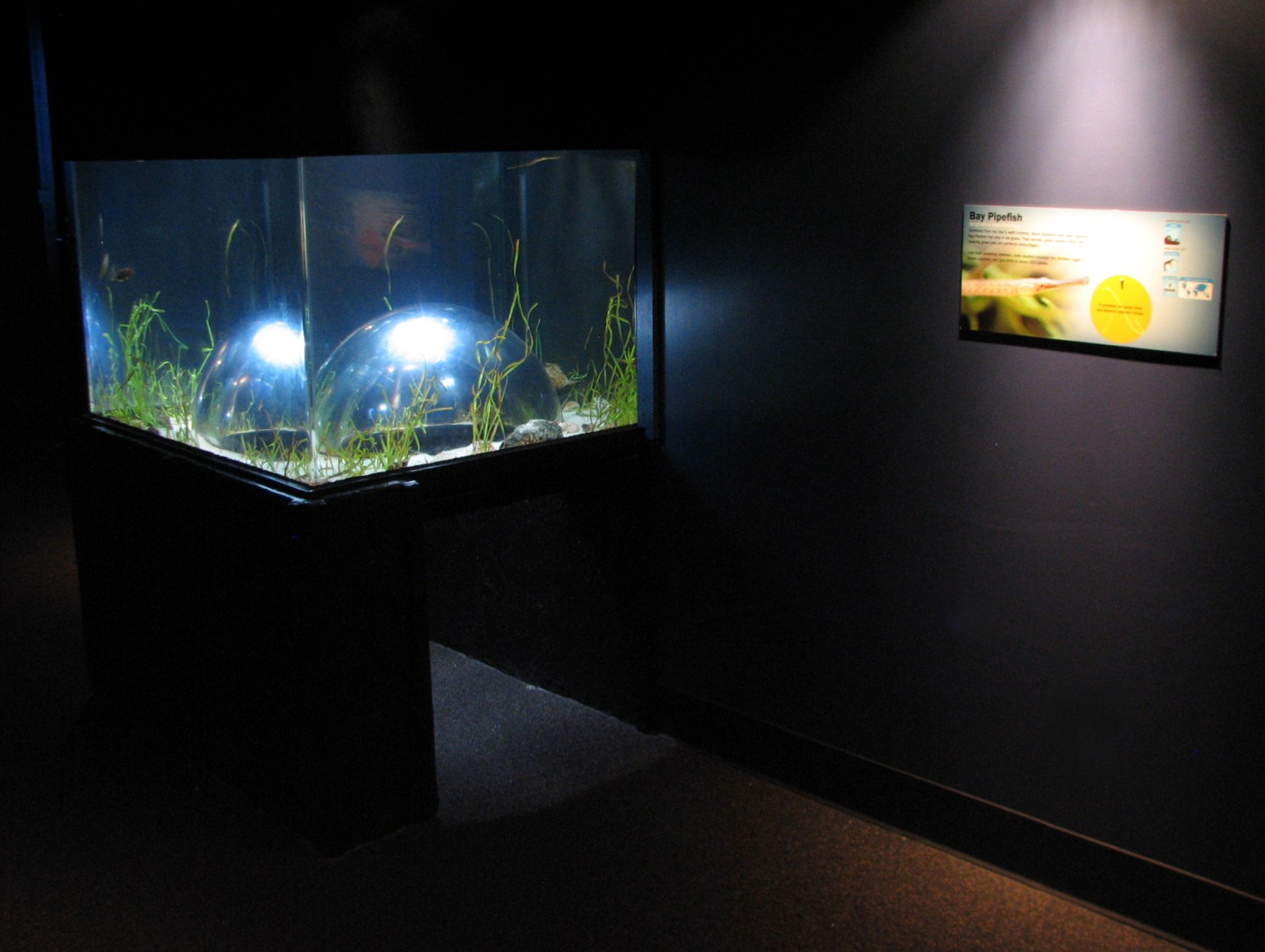 Under the Bay - Bay Pipefish Exhibit