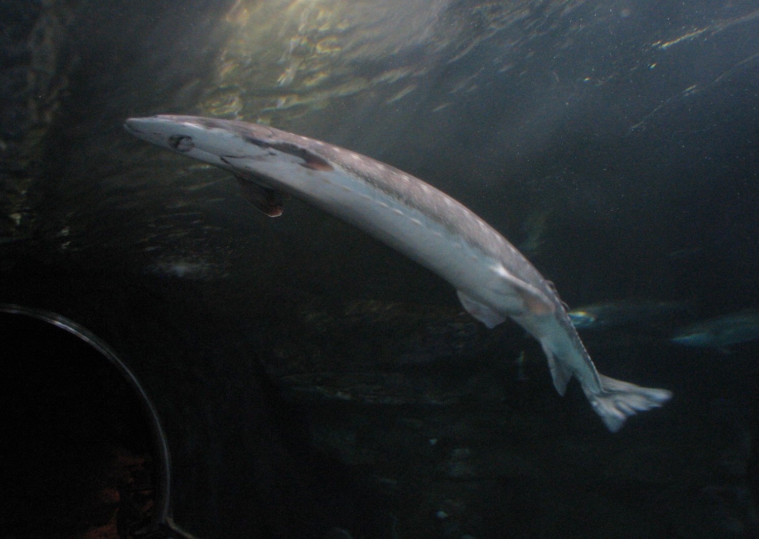 Under the Bay - Deeper-water Habitat - White Sturgeon