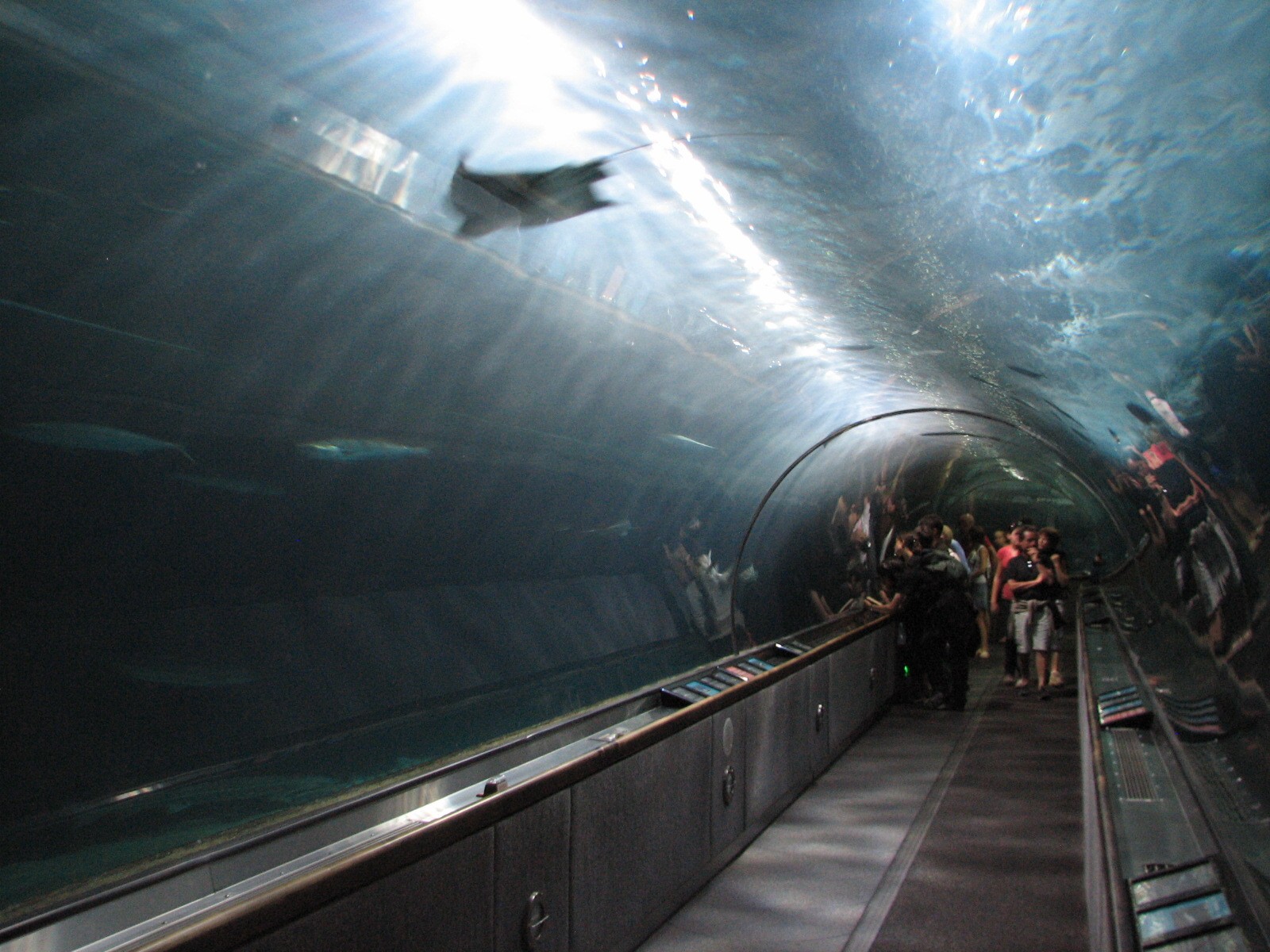 Under the Bay - Deeper-water Habitat