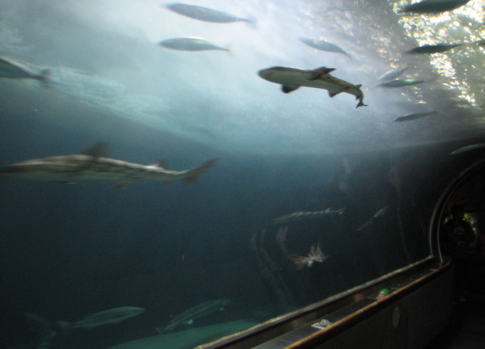 Under the Bay - Deeper-water Habitat