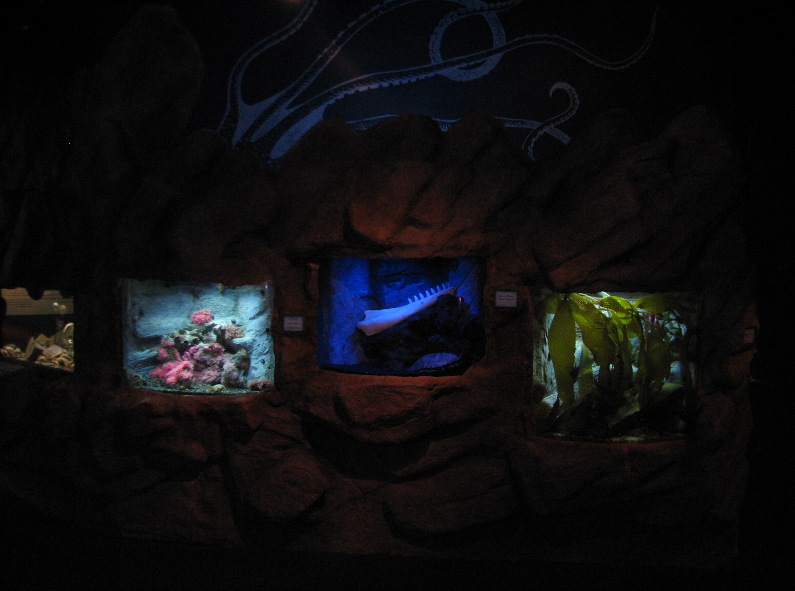 Under the Bay - Octopus Grotto - Exhibits