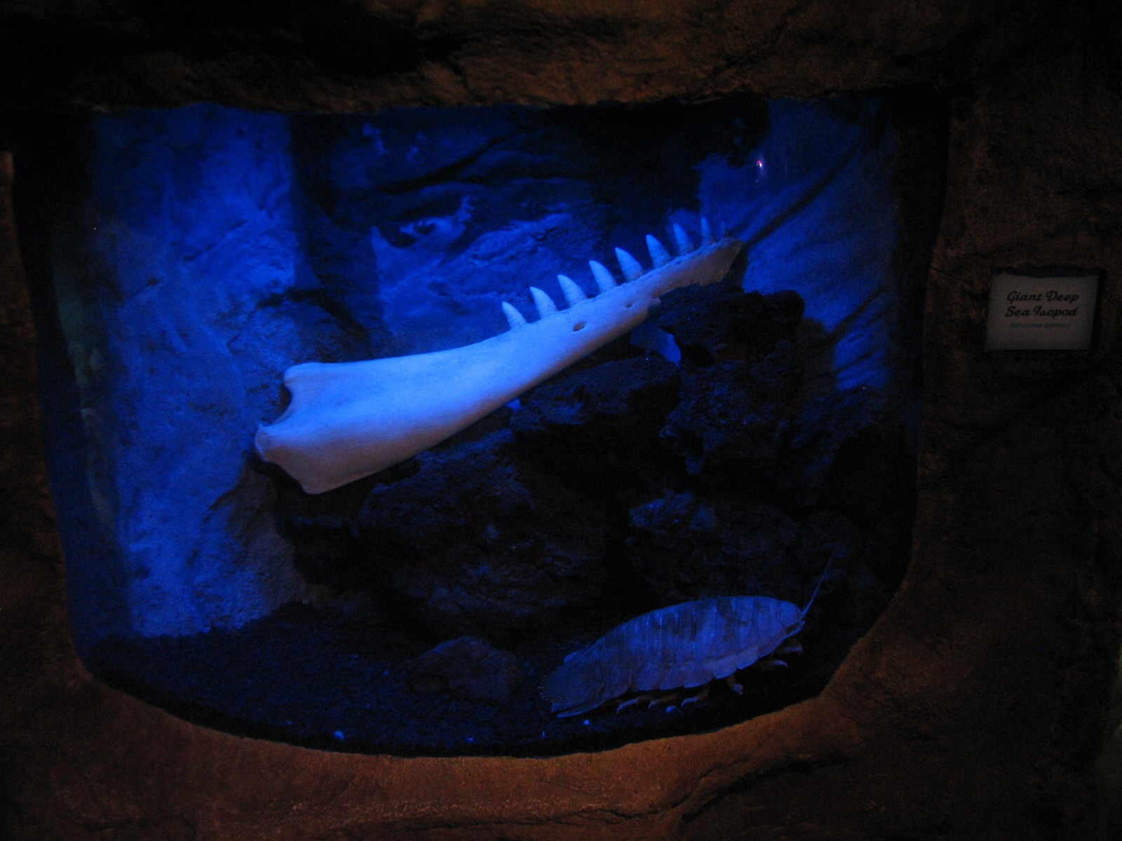 Under the Bay - Octopus Grotto - Giant Isopod Exhibit