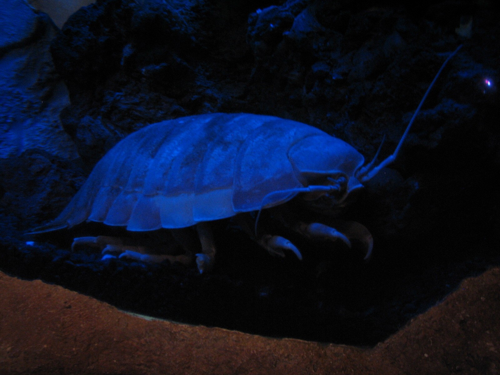 Under the Bay - Octopus Grotto - Giant Isopod