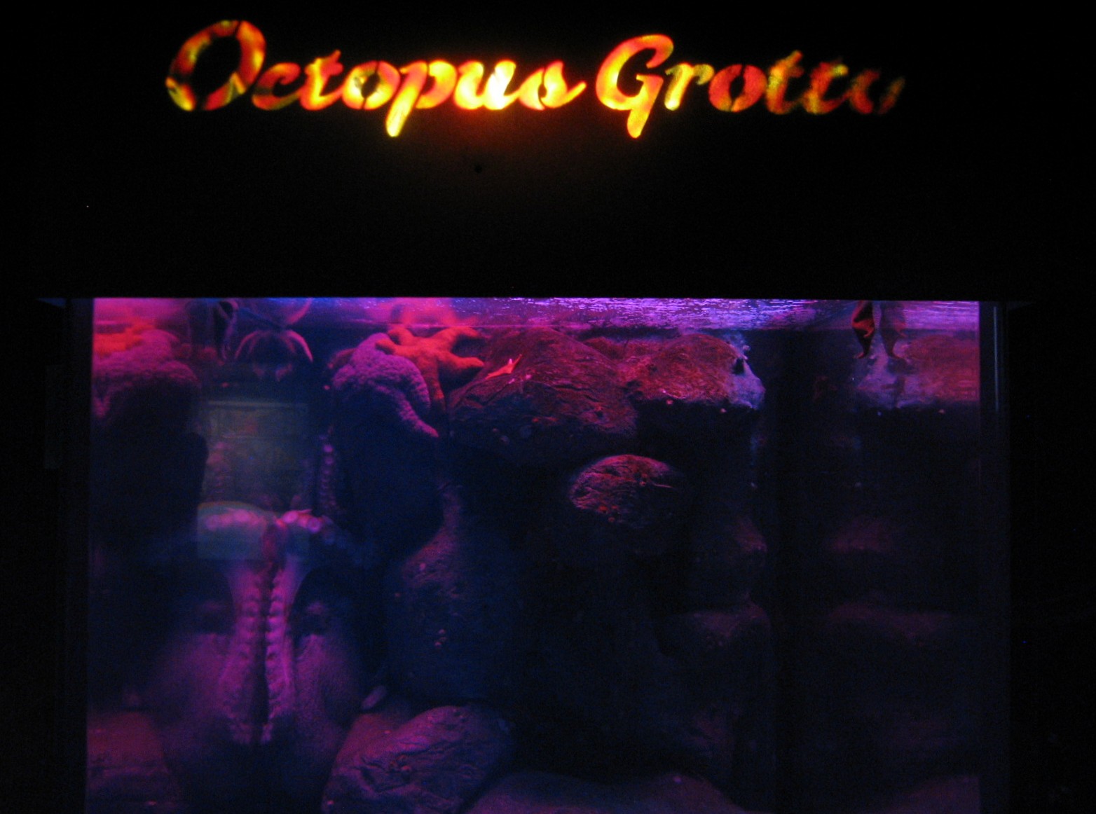 Under the Bay - Octopus Grotto - Giant Pacific Octopus