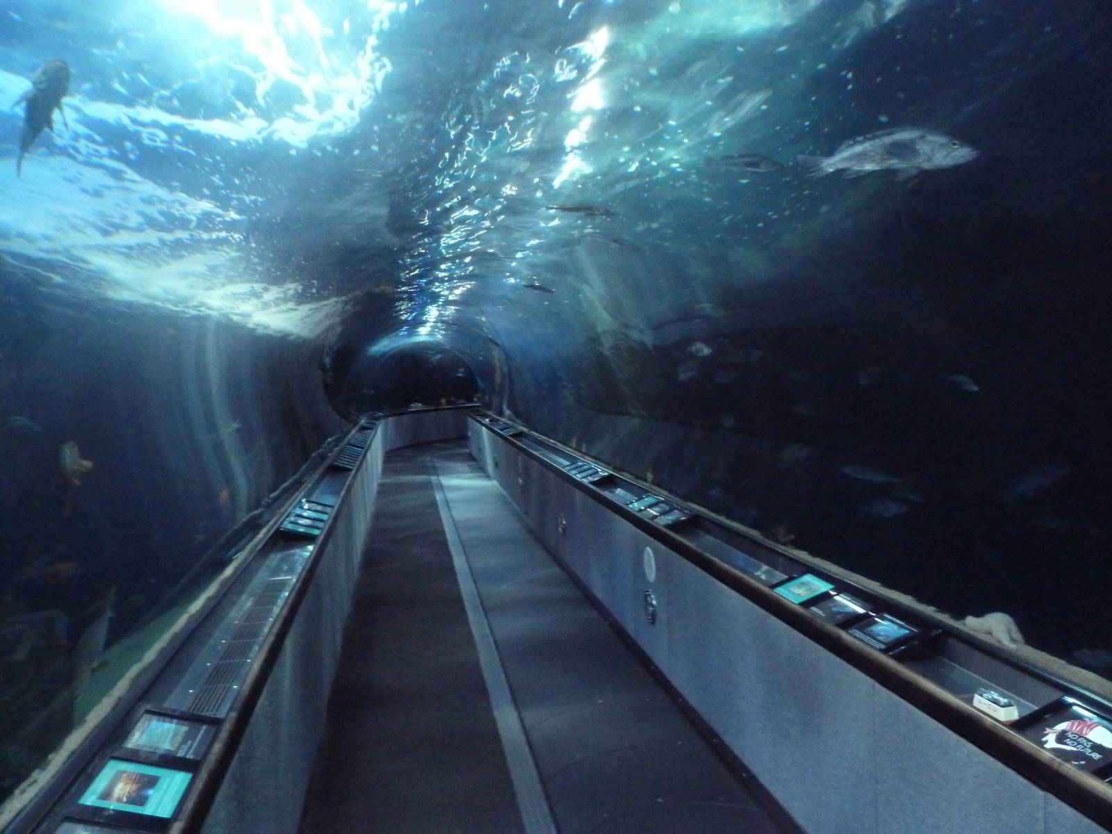 Under The Bay - Walk-Through Tunnel