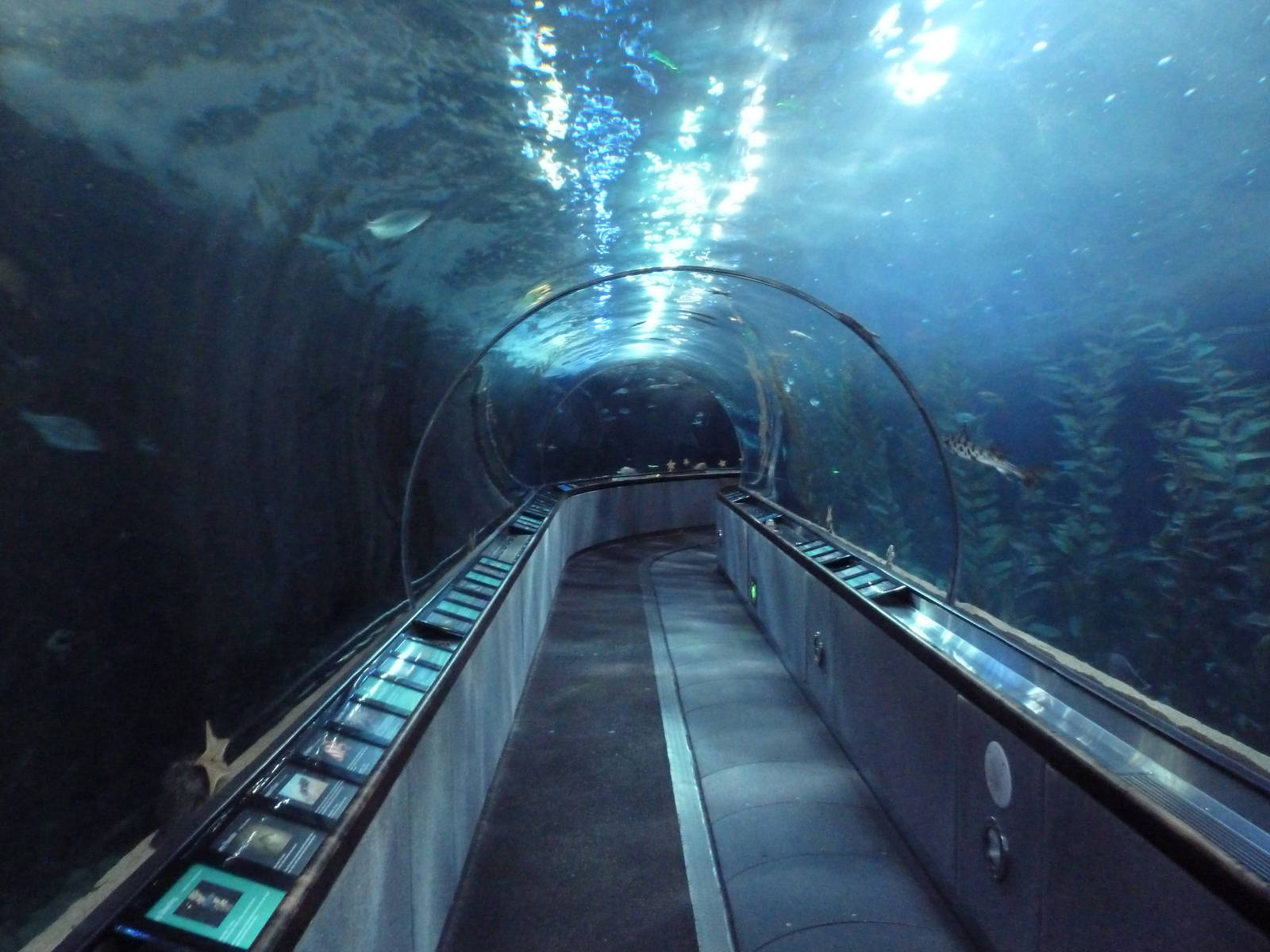 Under The Bay - Walk-Through Tunnel