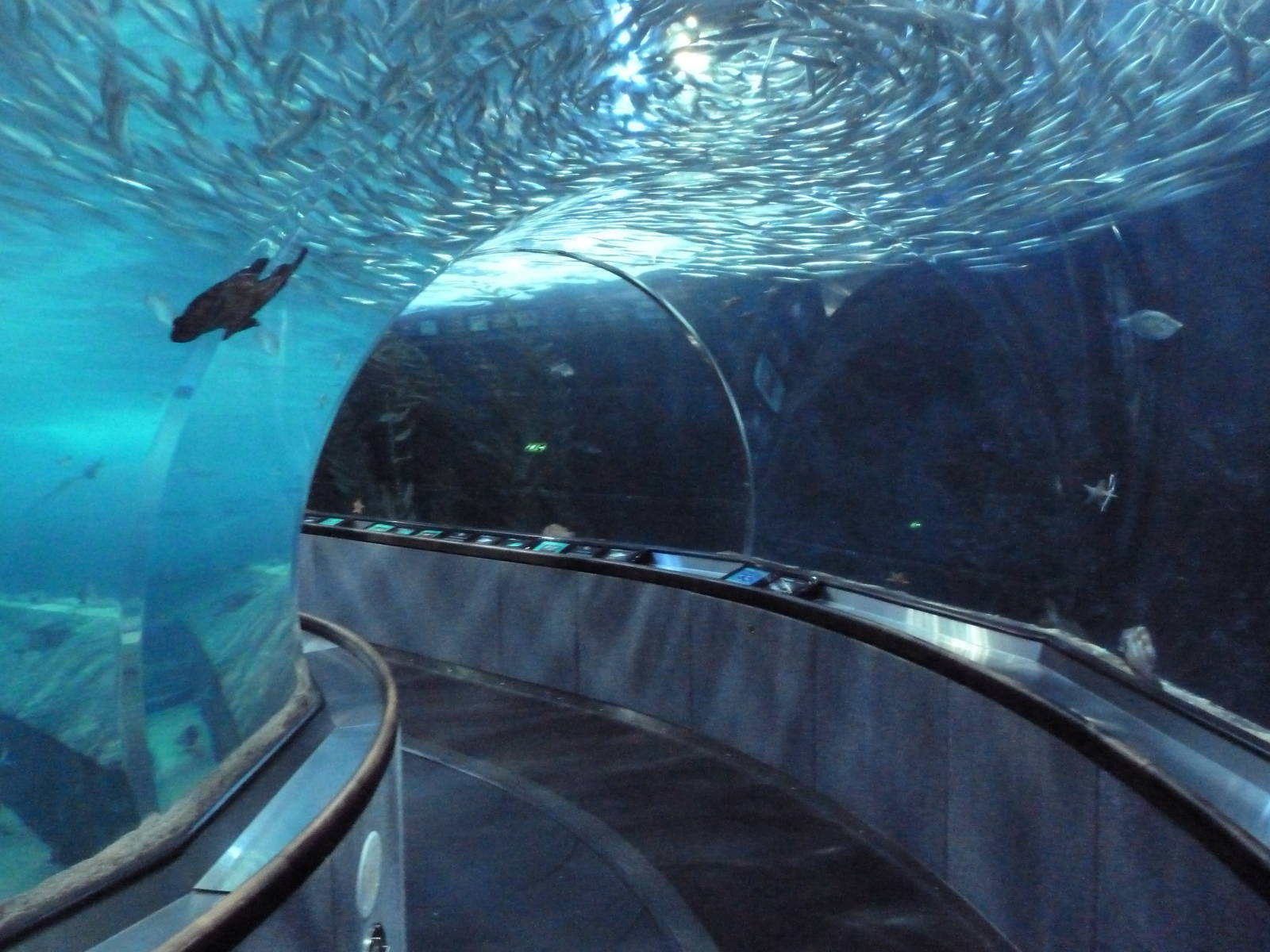 Under The Bay - Walk-Through Tunnel
