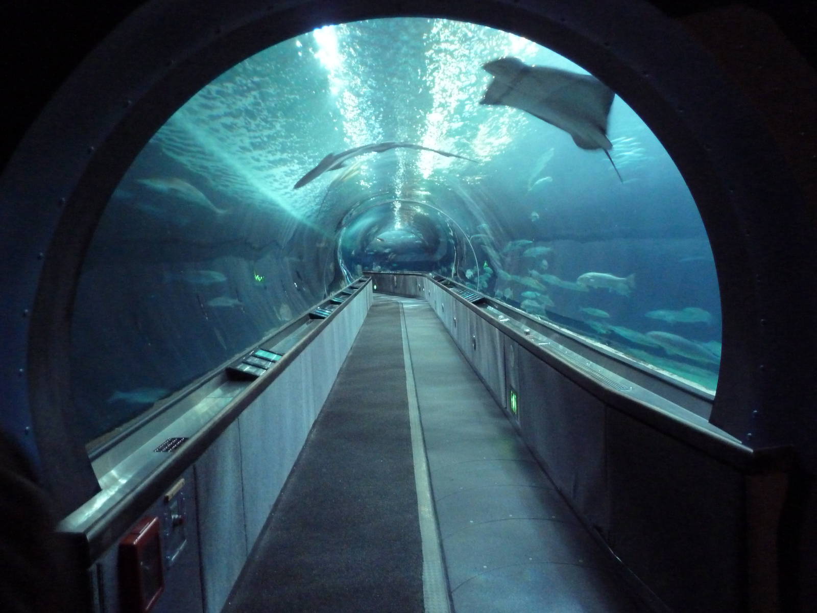 Under The Bay - Walk-Through Tunnel