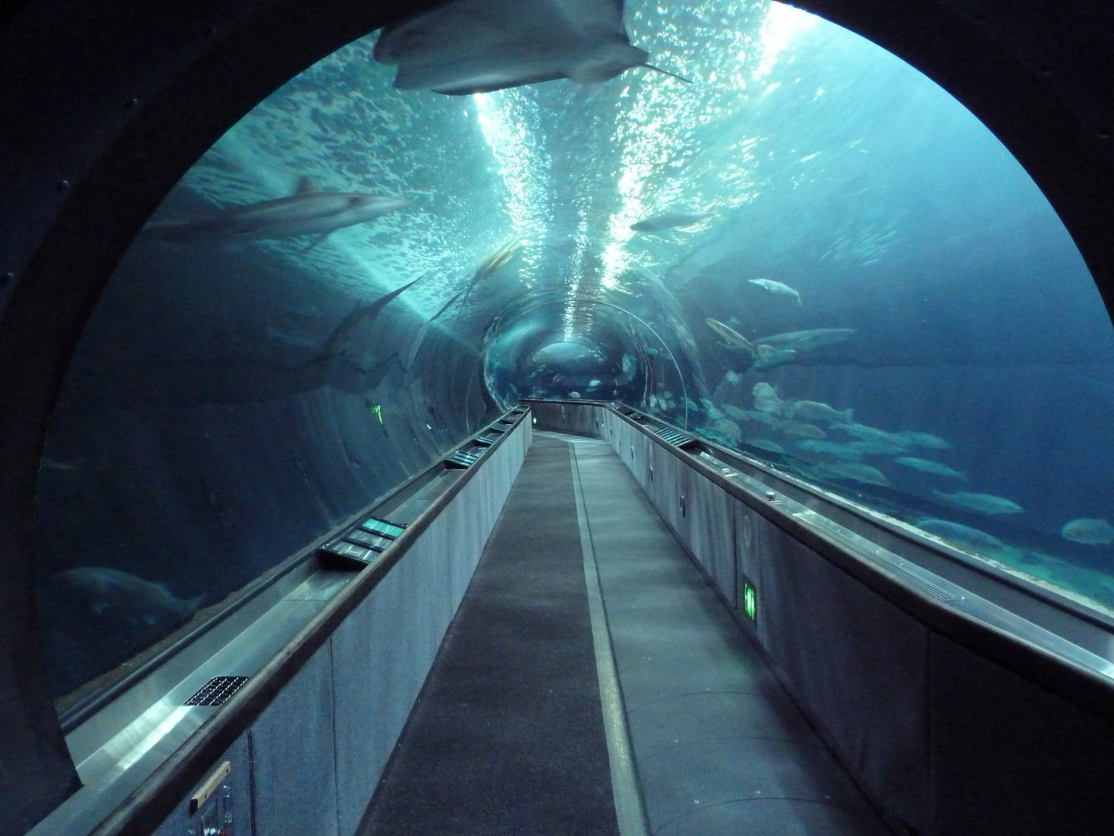 Under The Bay - Walk-Through Tunnel