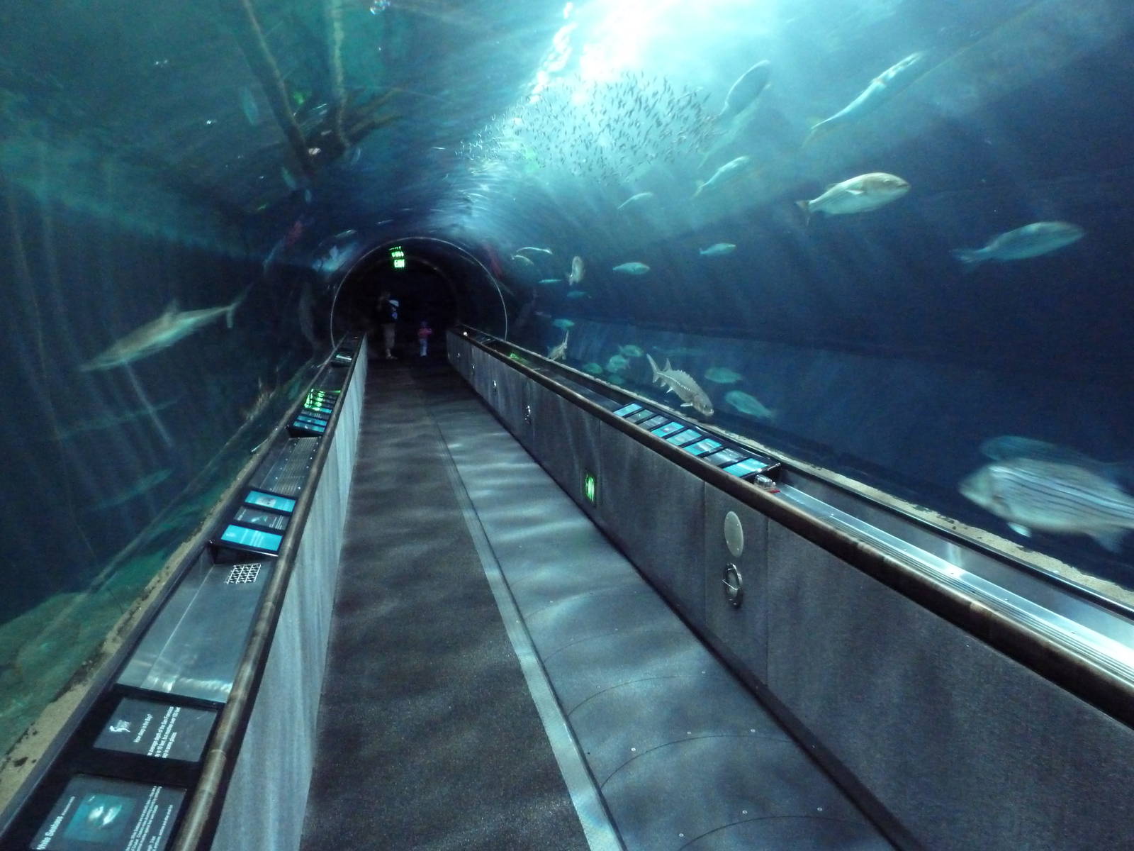 Under The Bay - Walk-Through Tunnel