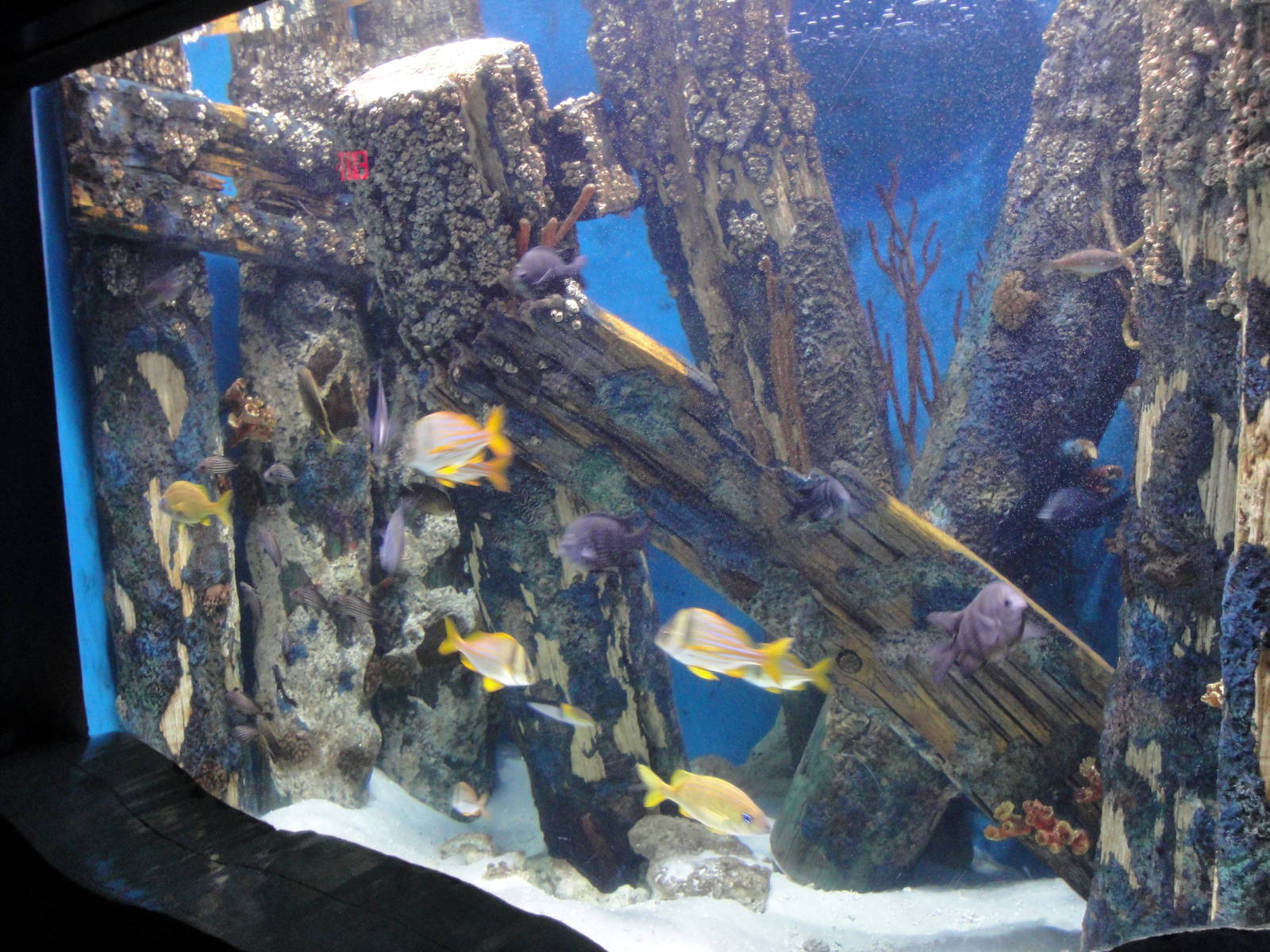 Under the Boardwalk Exhibit