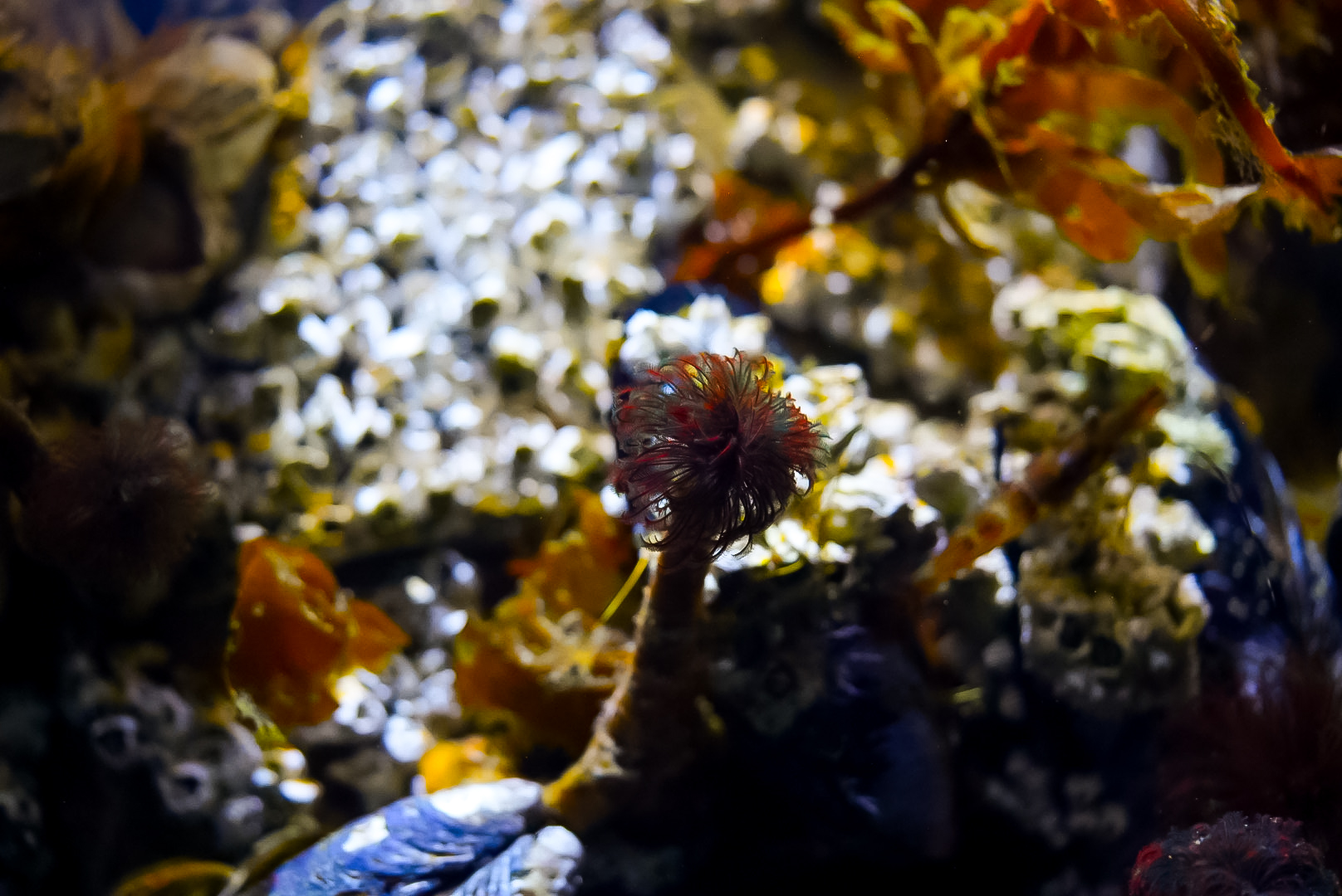 'Under the Dock' Display