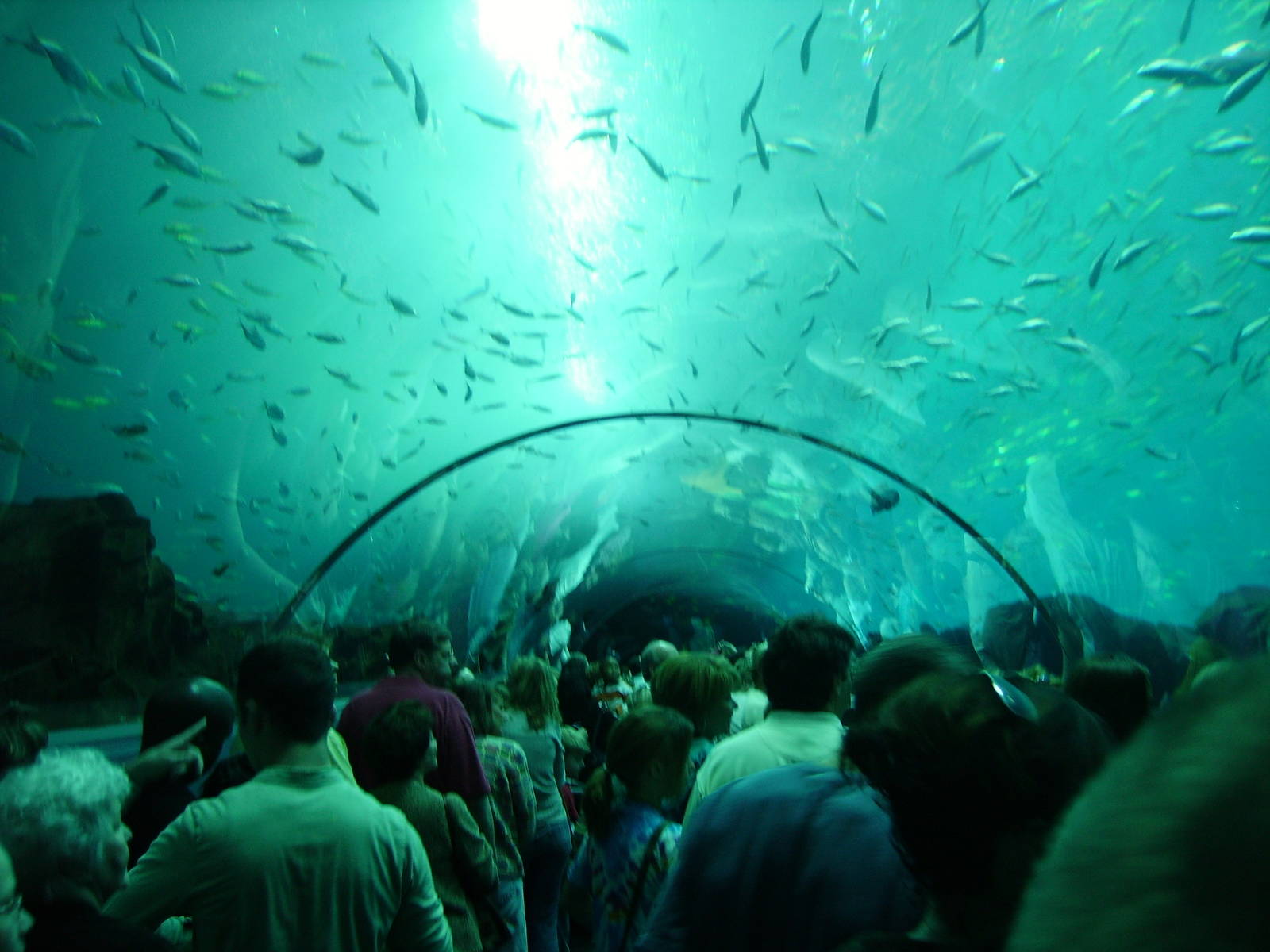 Under the Ocean Voyager tank