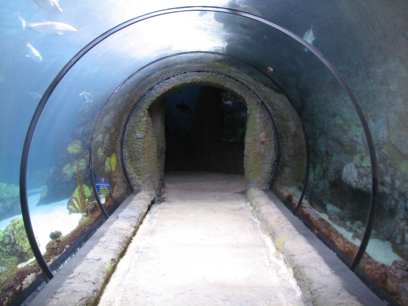 Under The Sea - Aquarium Tunnel
