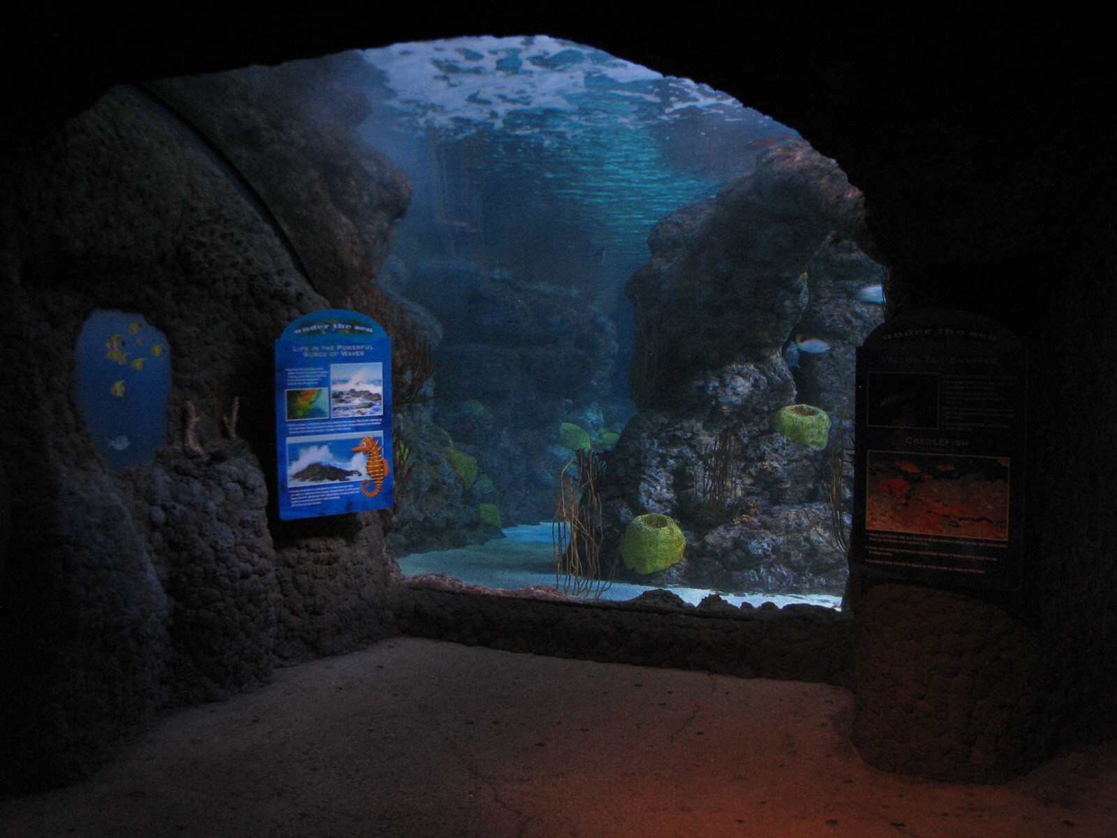 Under The Sea - Aquarium