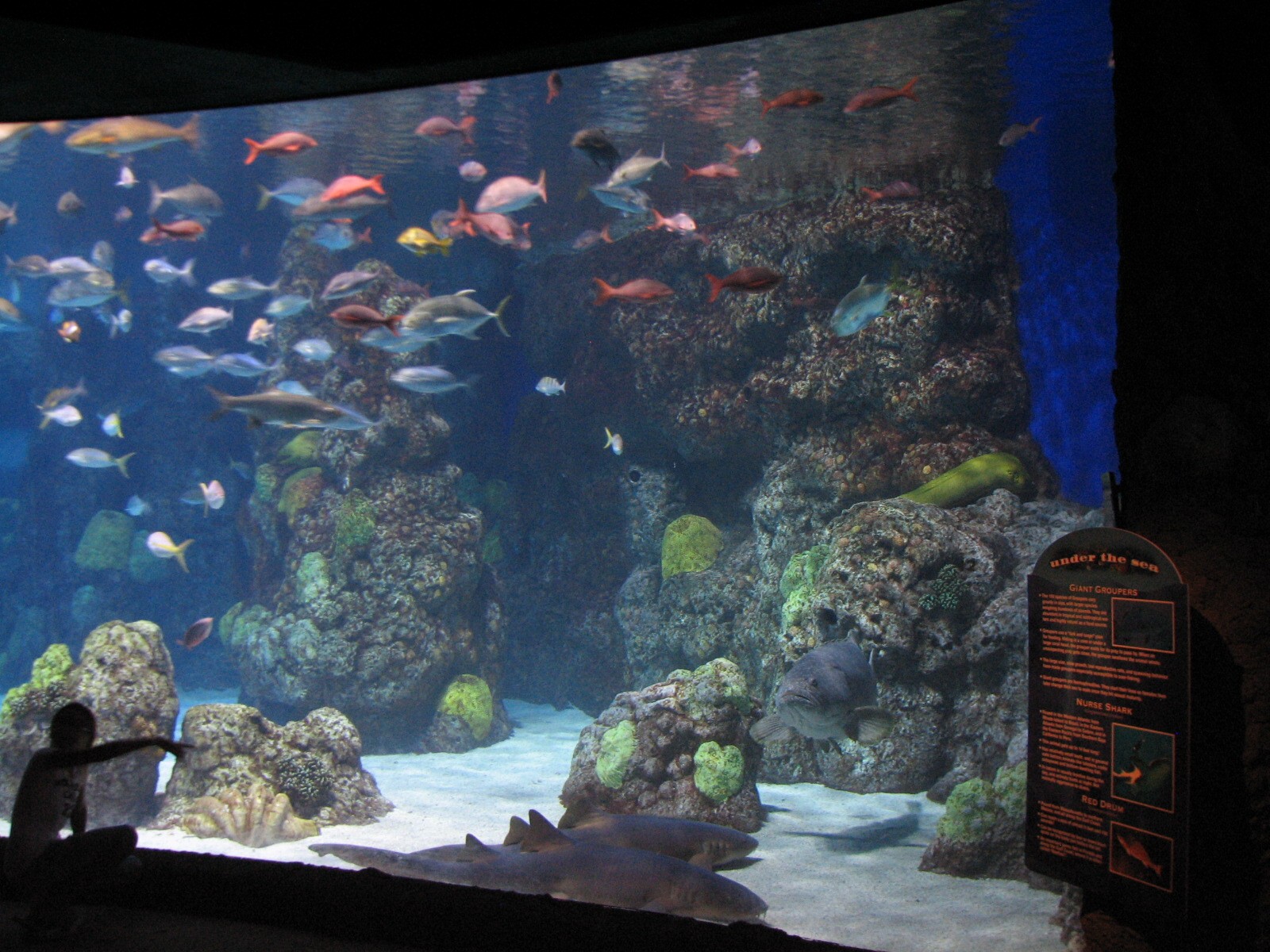 Under The Sea - Aquarium