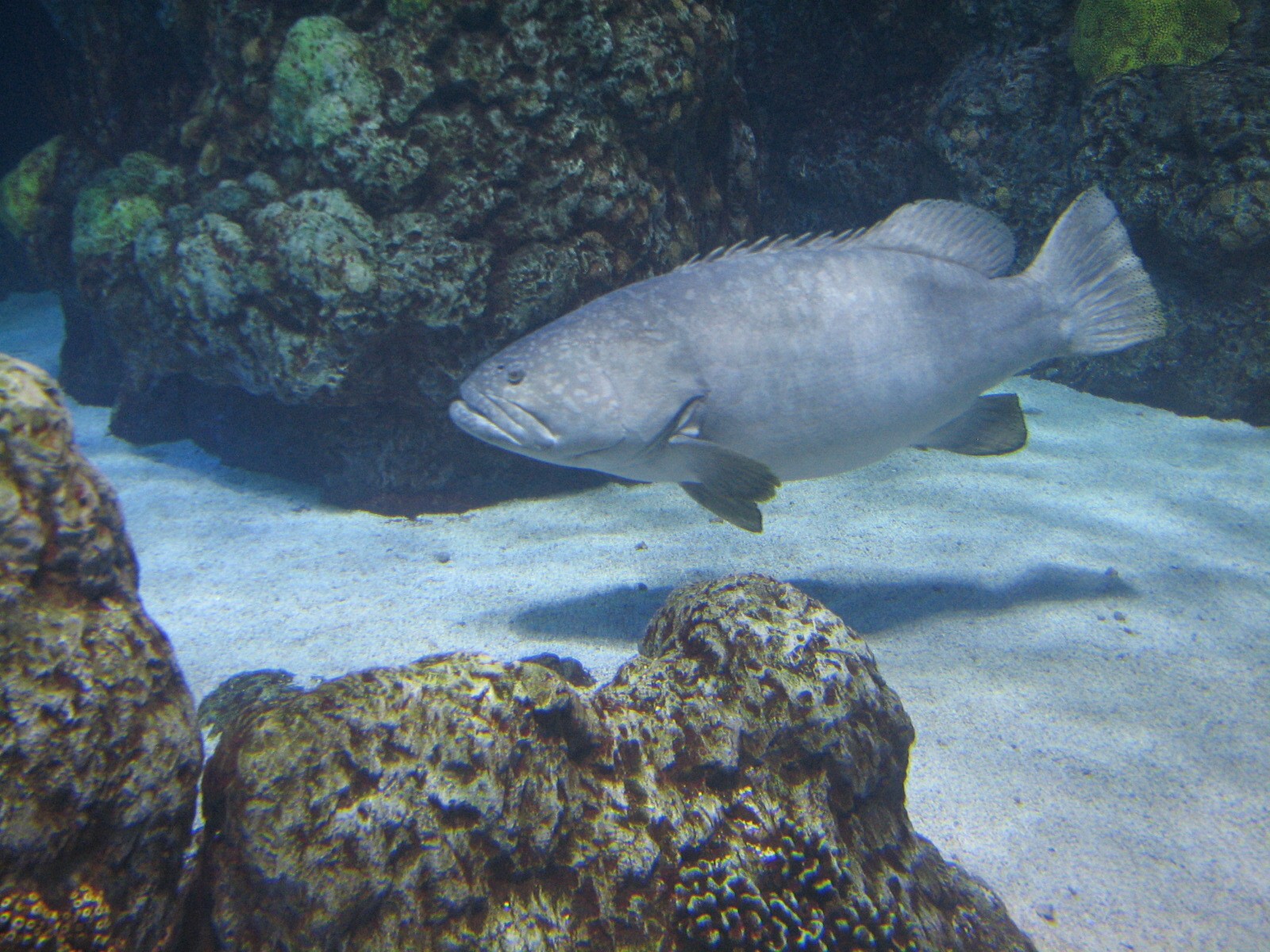 Under The Sea - Queensland Grouper