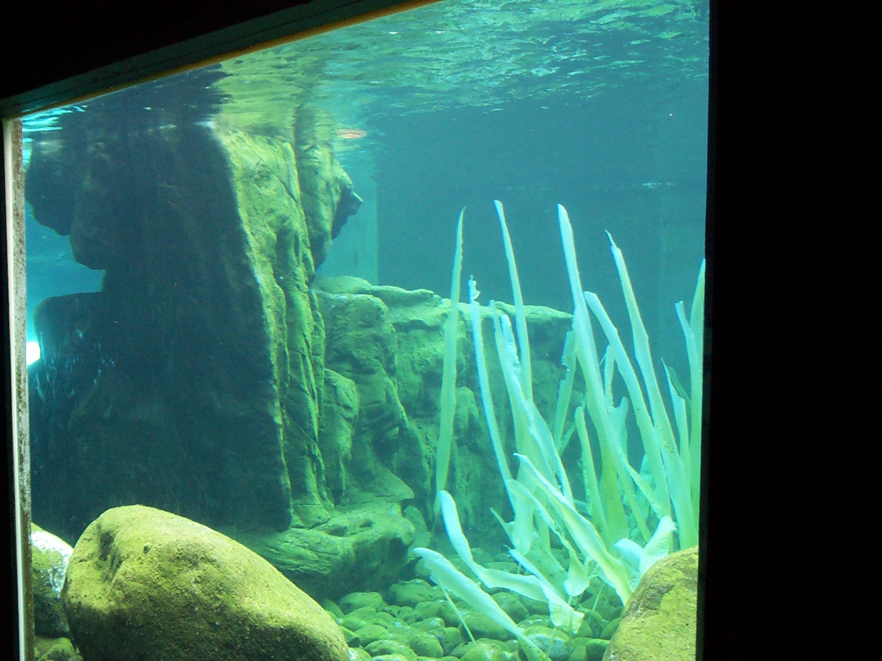 under water sea lion coast.