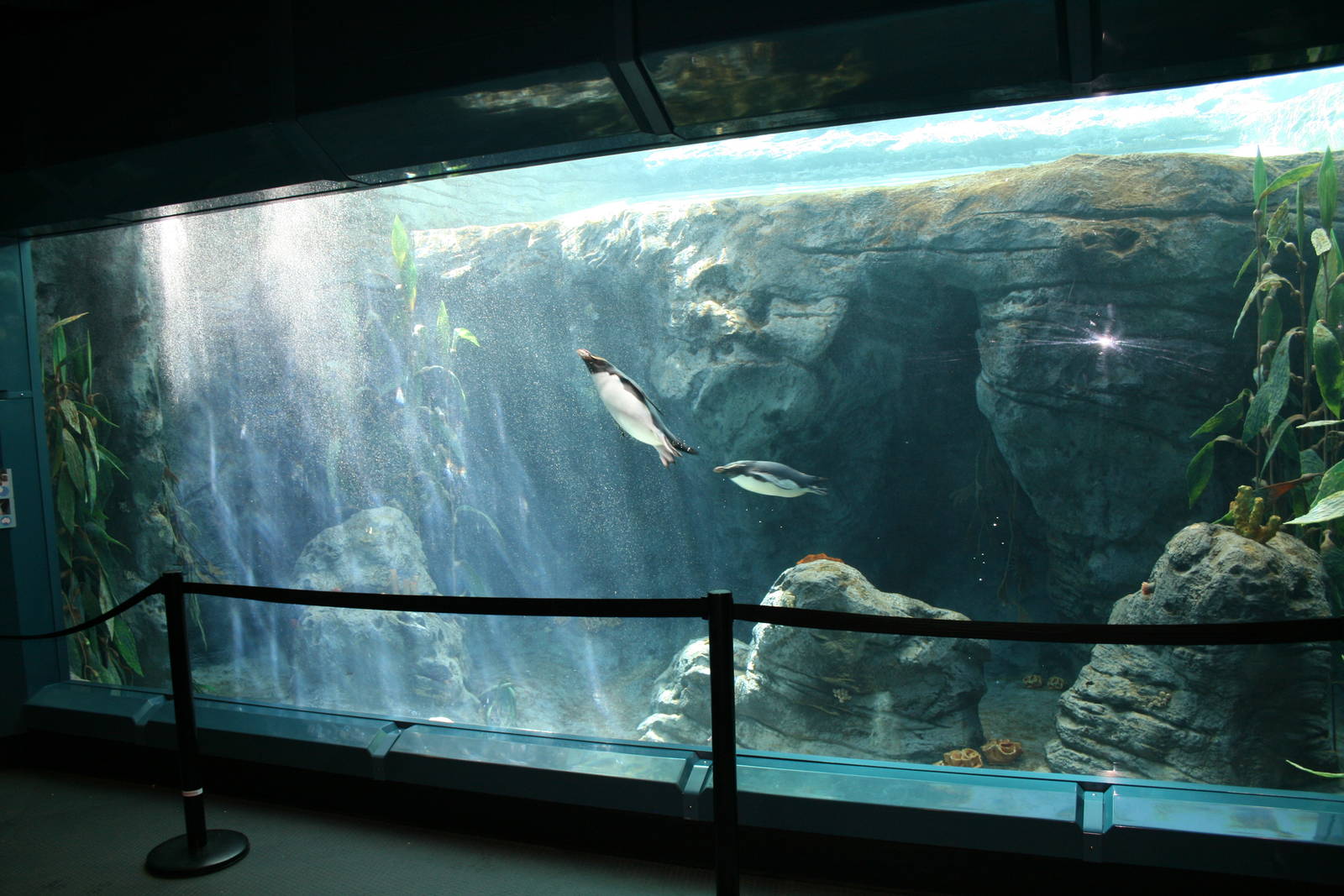 Under water viewing area for the penguins.