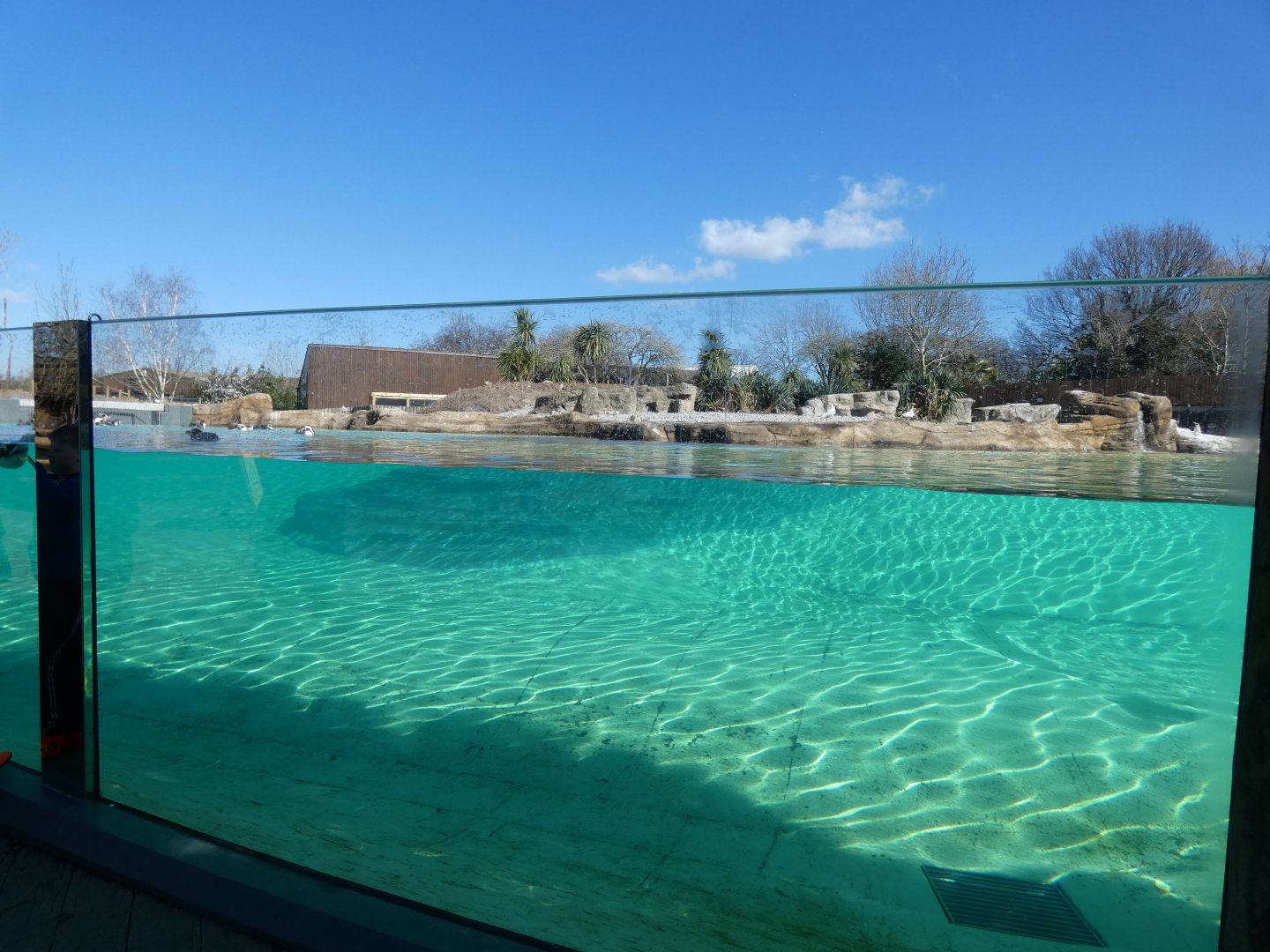 Under-water viewing for Humboldt's Penguin