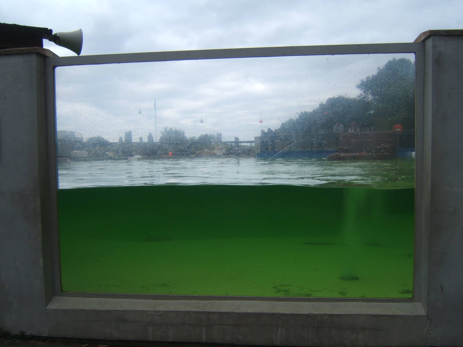 Under water viewing of Californian Sealion`s