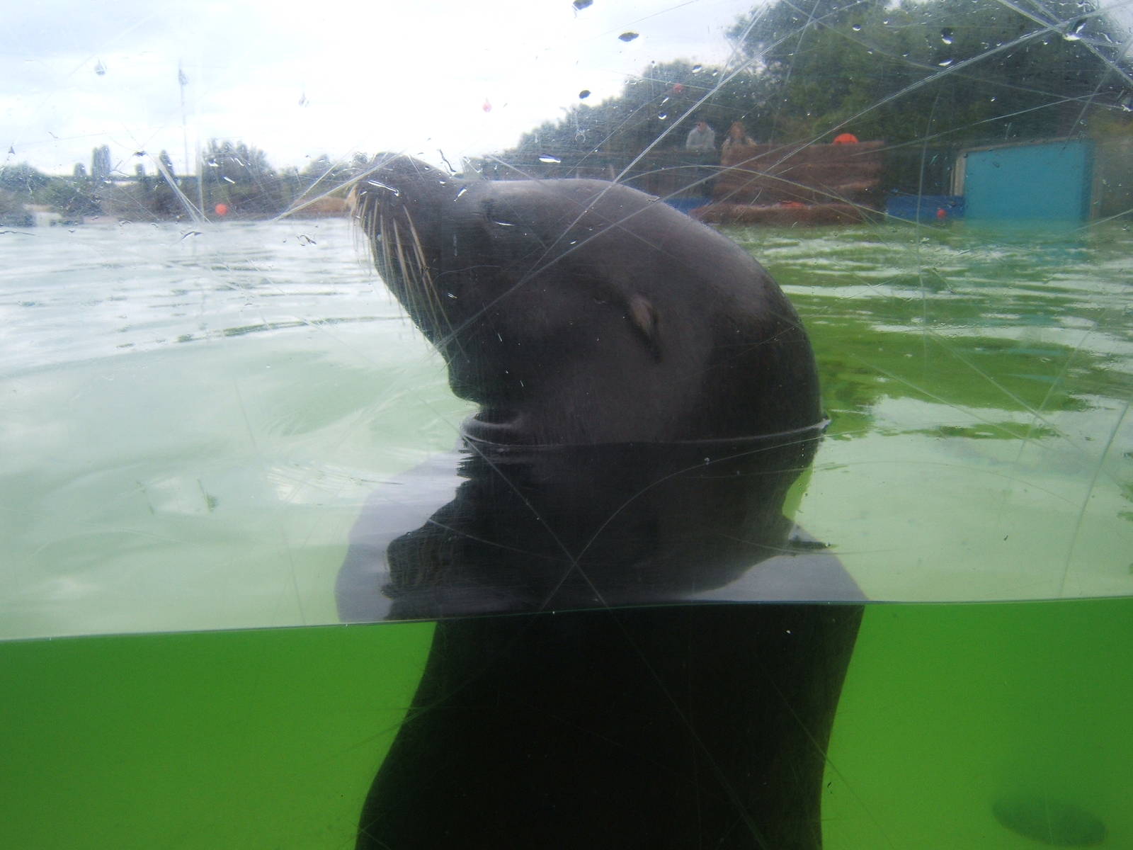 Under water viewing of Californian Sealion`s