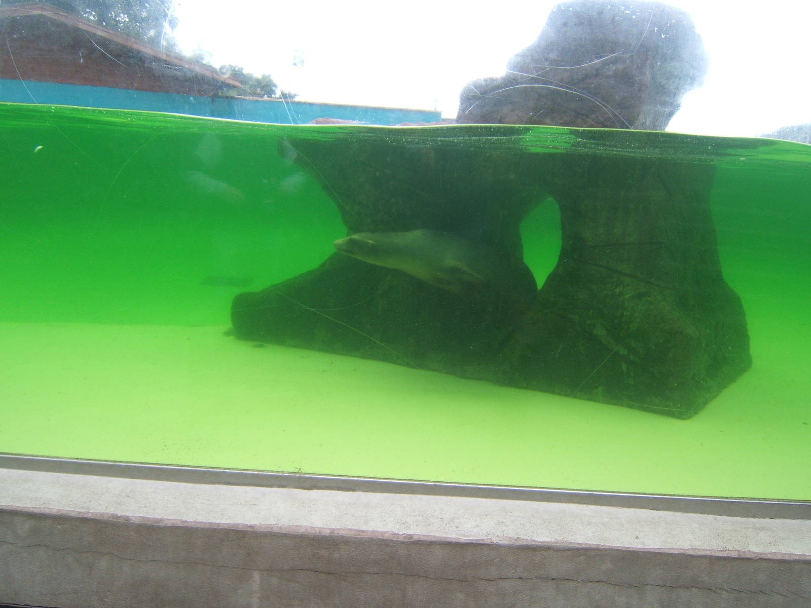 Under water viewing of Californian Sealion`s