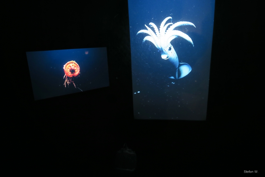 Under water world - deep sea expierence