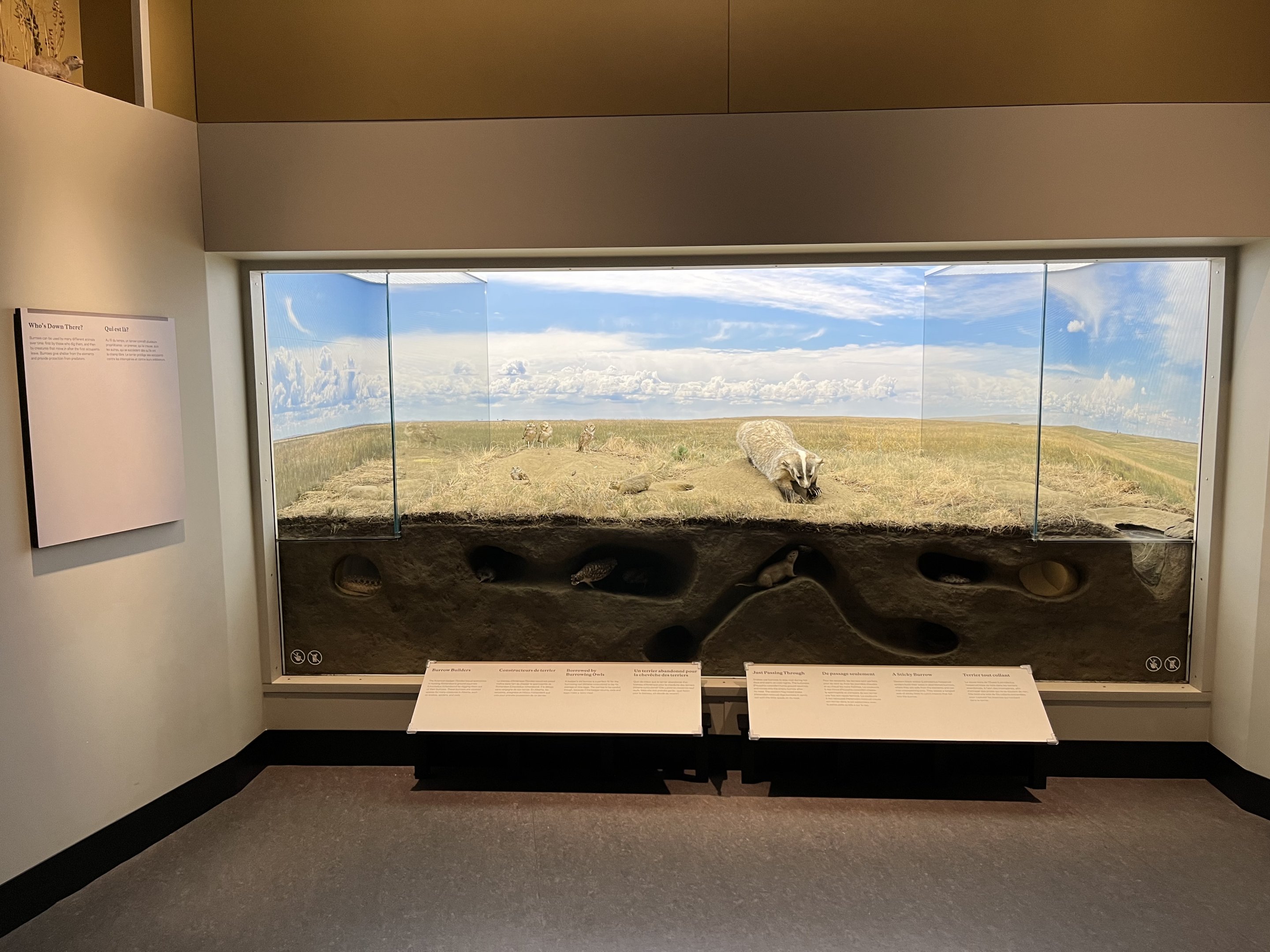 Underground Animal Diorama