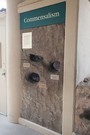 underground animal display