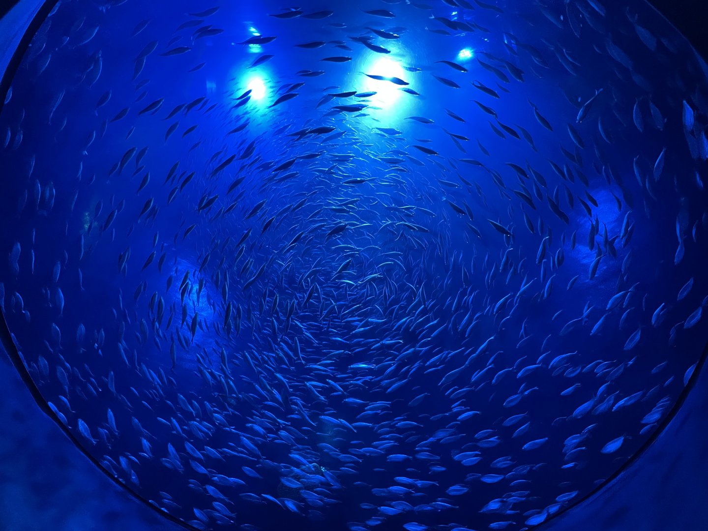 Underneath Sardine Tank