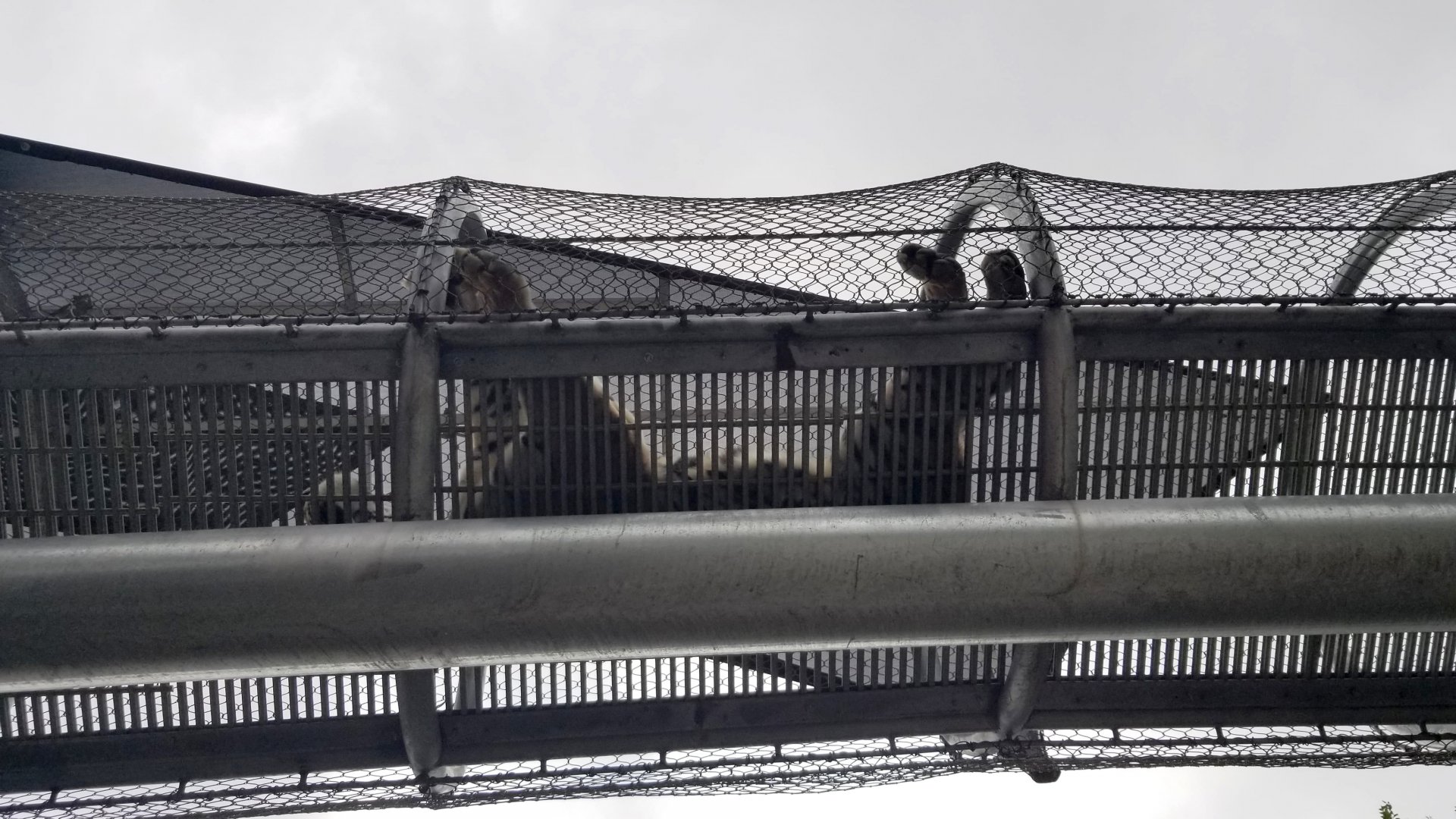 Underneath the tiger