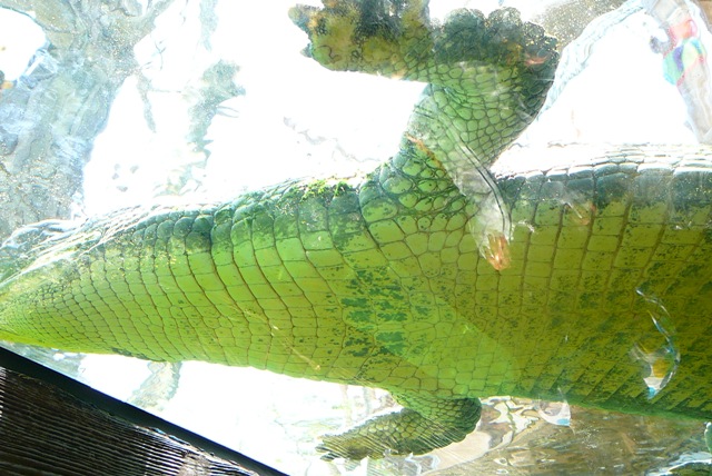 Underside of a Gharial