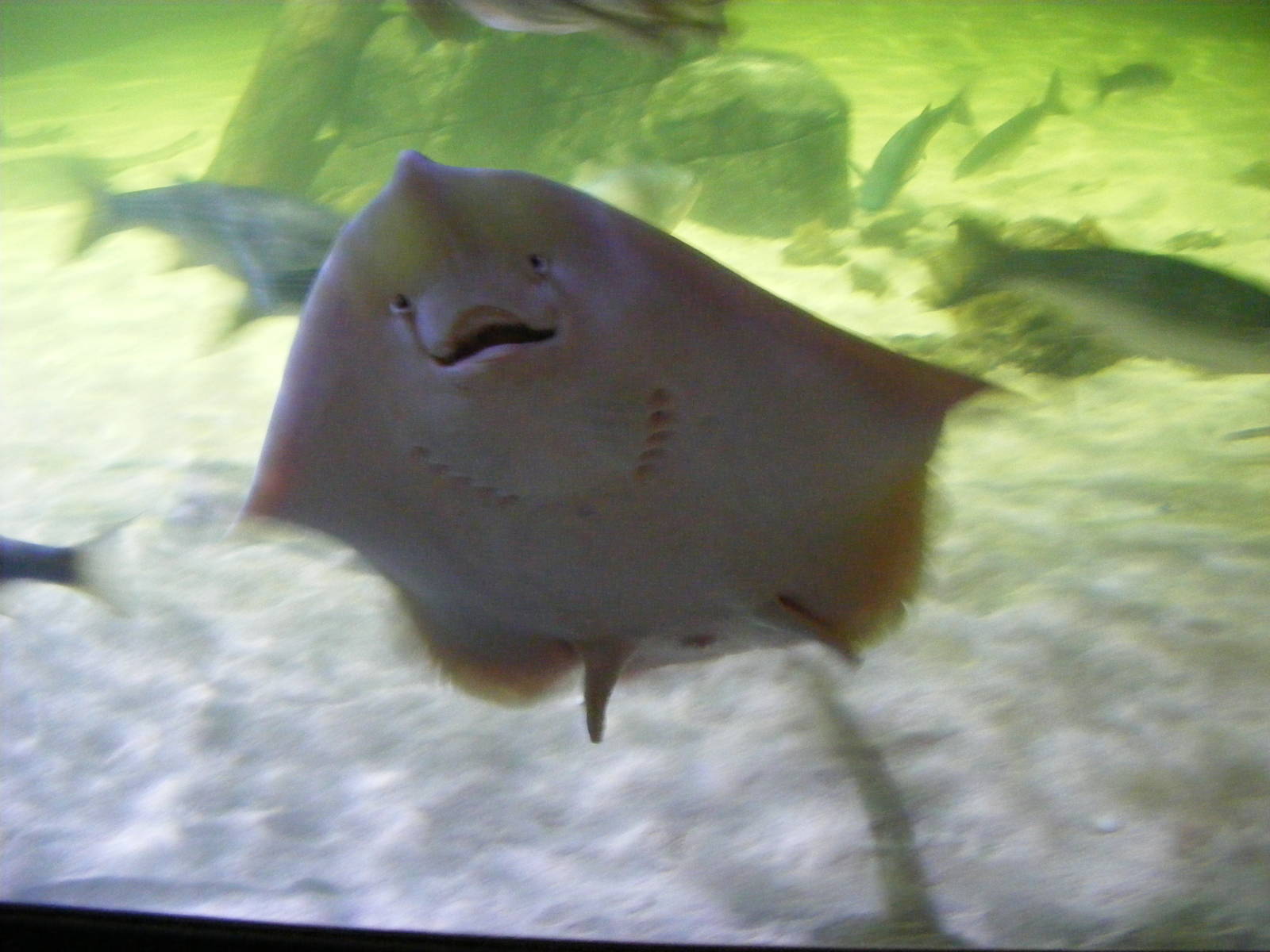 Underside of a painted ray at Chessington Zoo, 7 March 2010