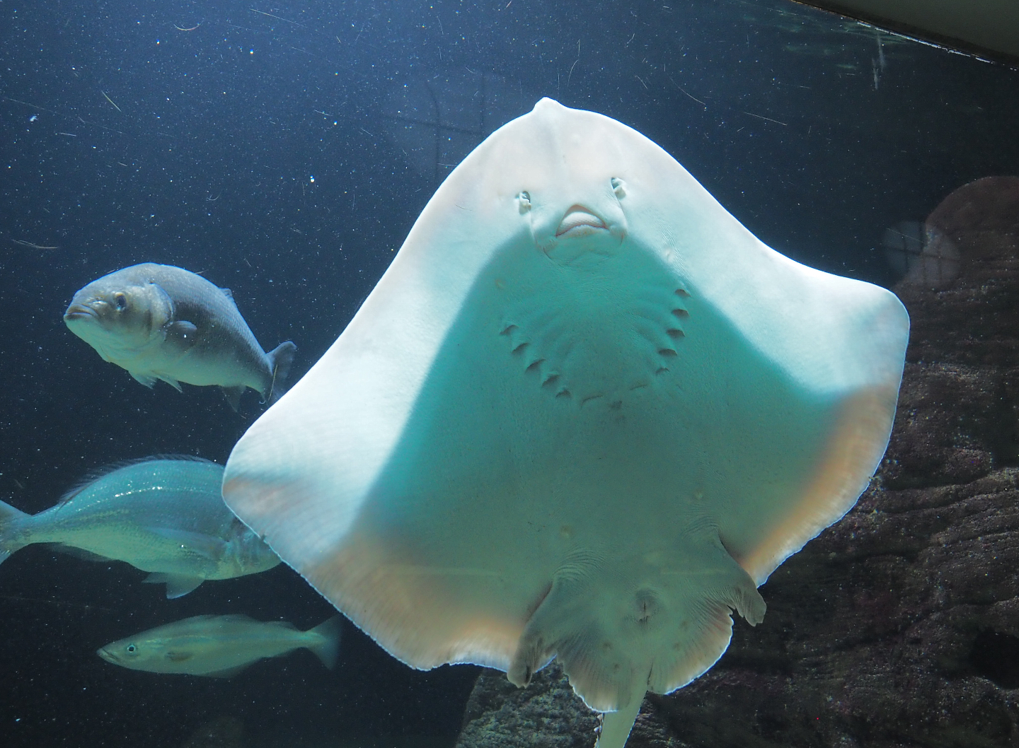 Underside of a Raja species ray, 2020-09-20