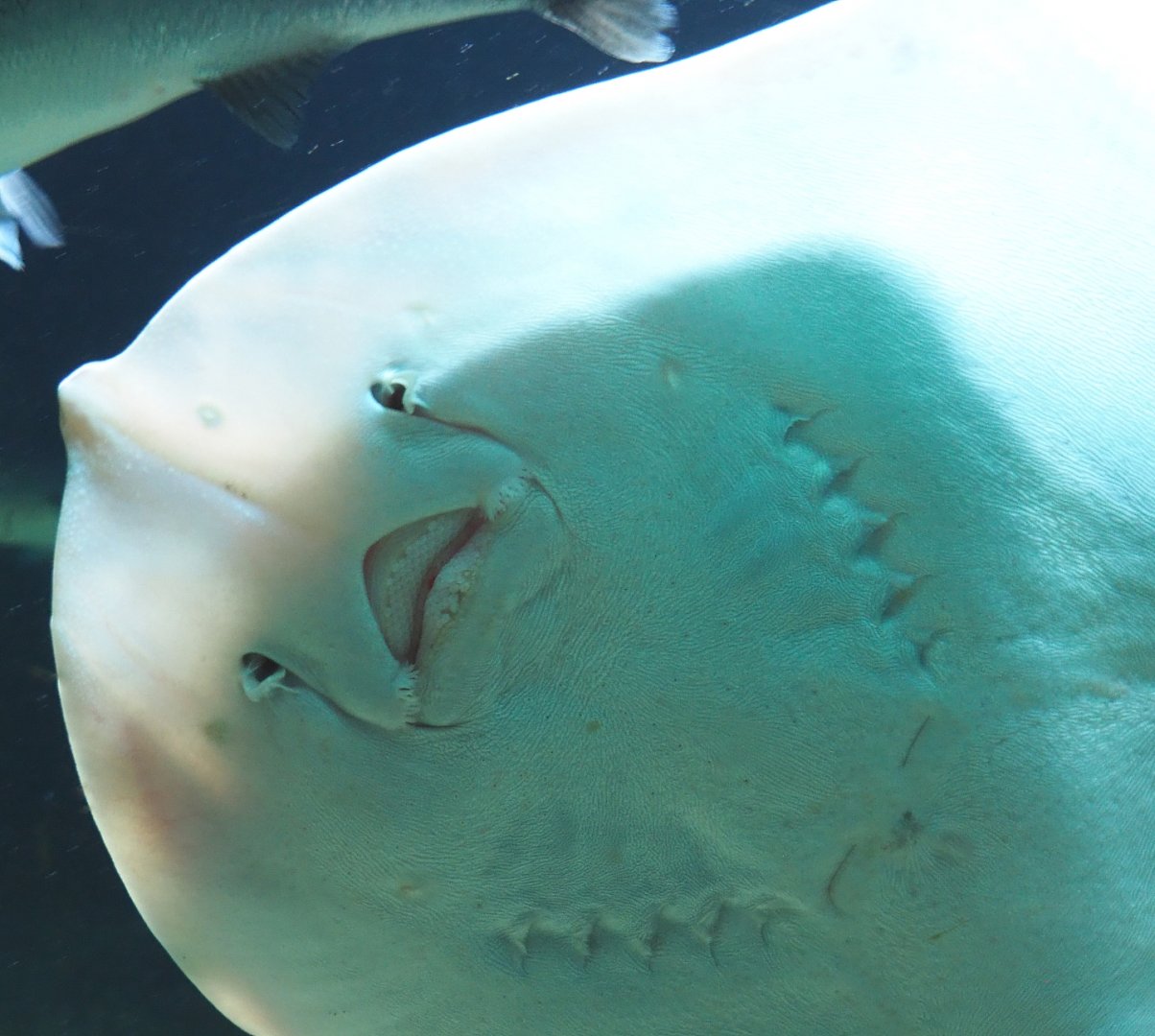 Underside of a Raja species ray, 2020-09-20