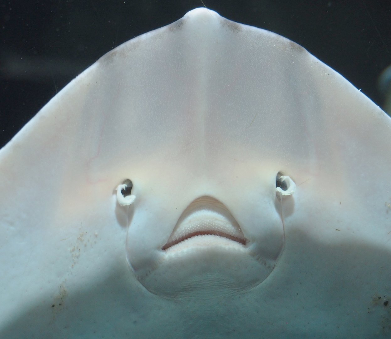 Underside of a Thornback ray (Raja clavata), 2022-05-26