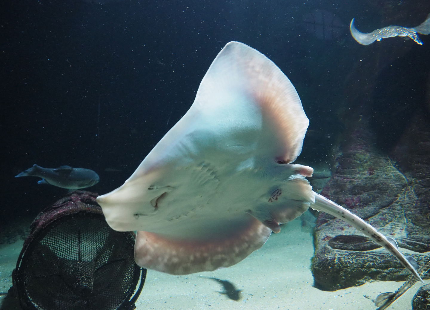 Underside of an Undulate ray (Raja undulata), 2020-05-24