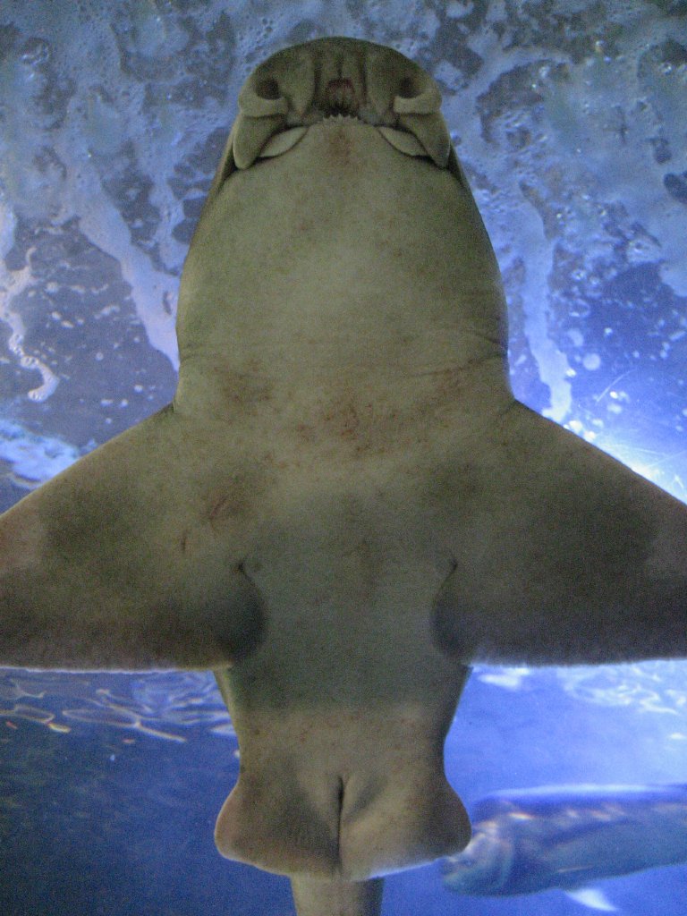 Underside of Port Jackson Shark