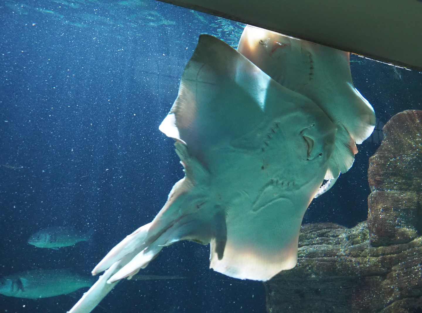 Underside of rays (Raja species), 2020-06-28