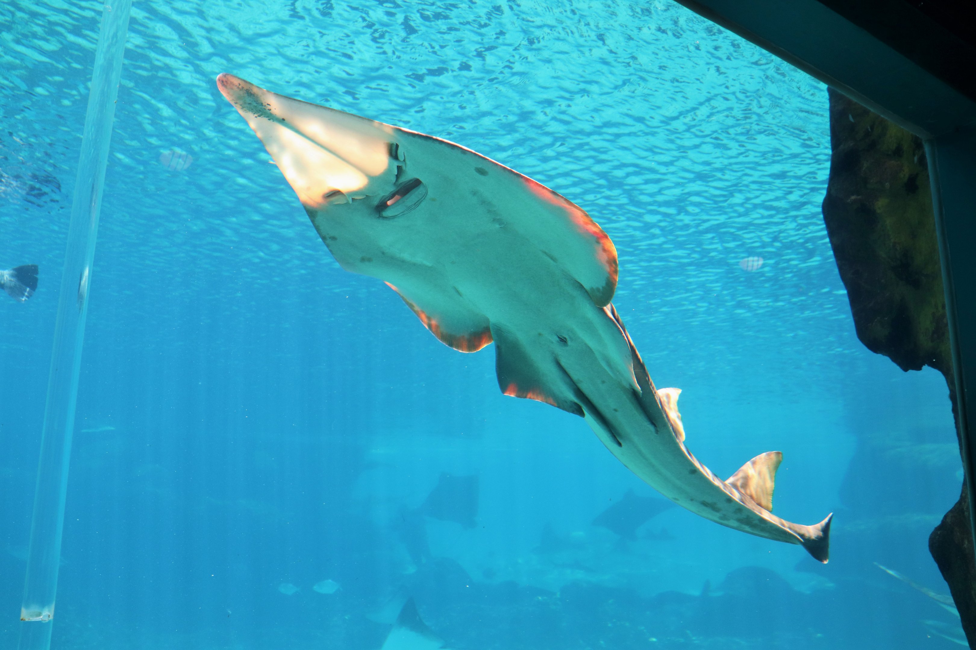 Underside of Shovelnose Ray