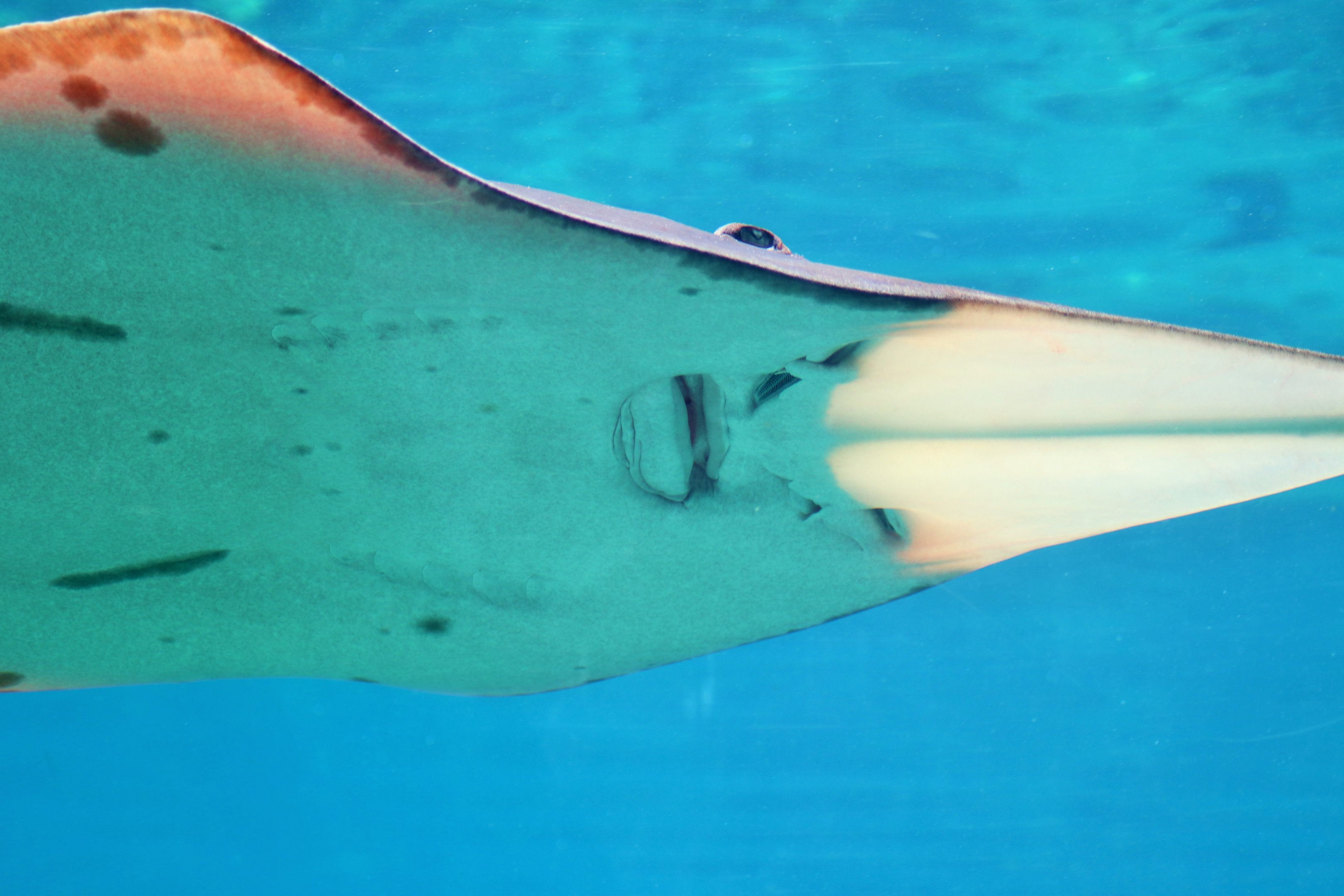 Underside of Shovelnose Ray