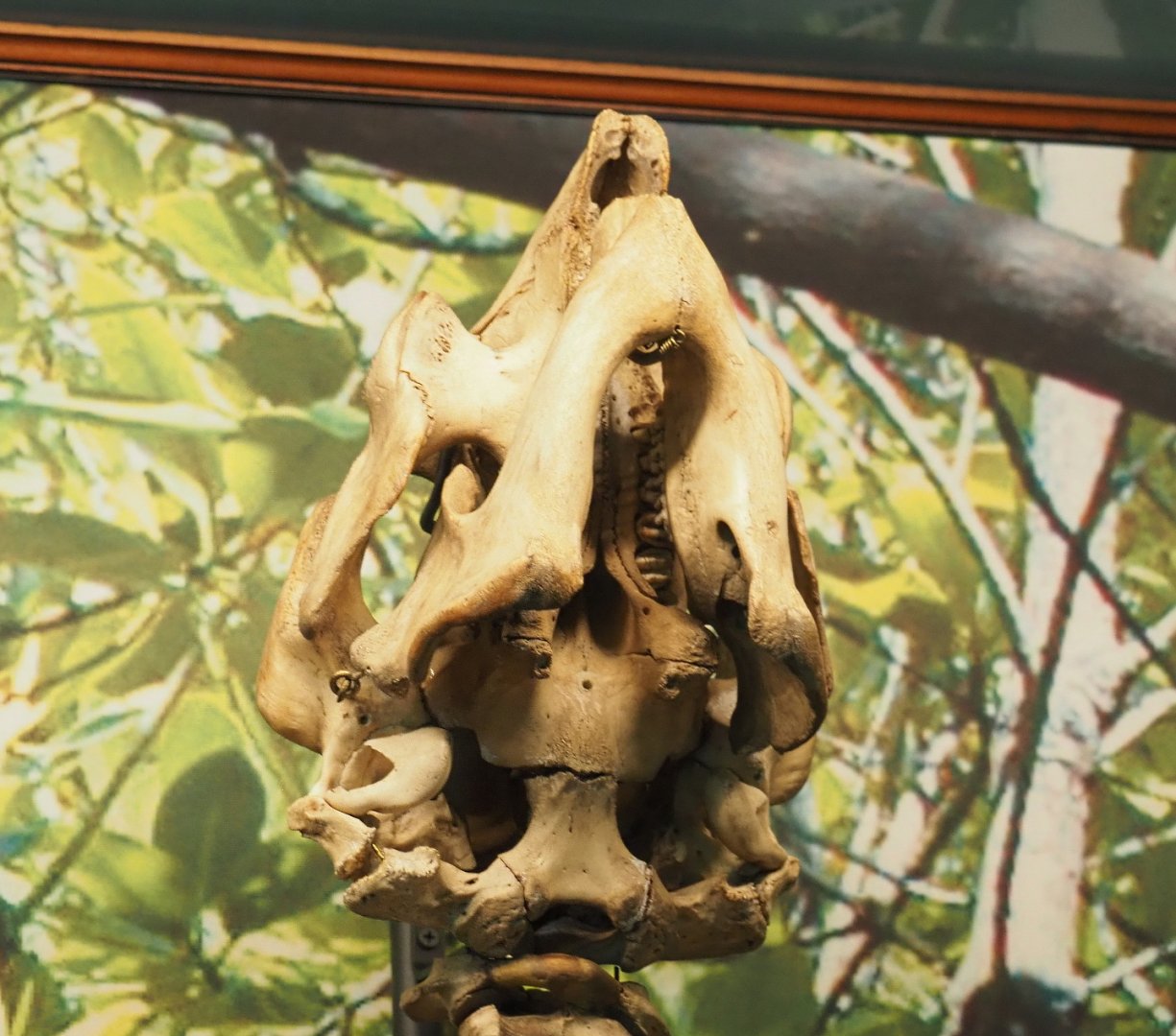 Underside of the skull of a West African manatee (Trichechus senegalensis), 2021-10-20