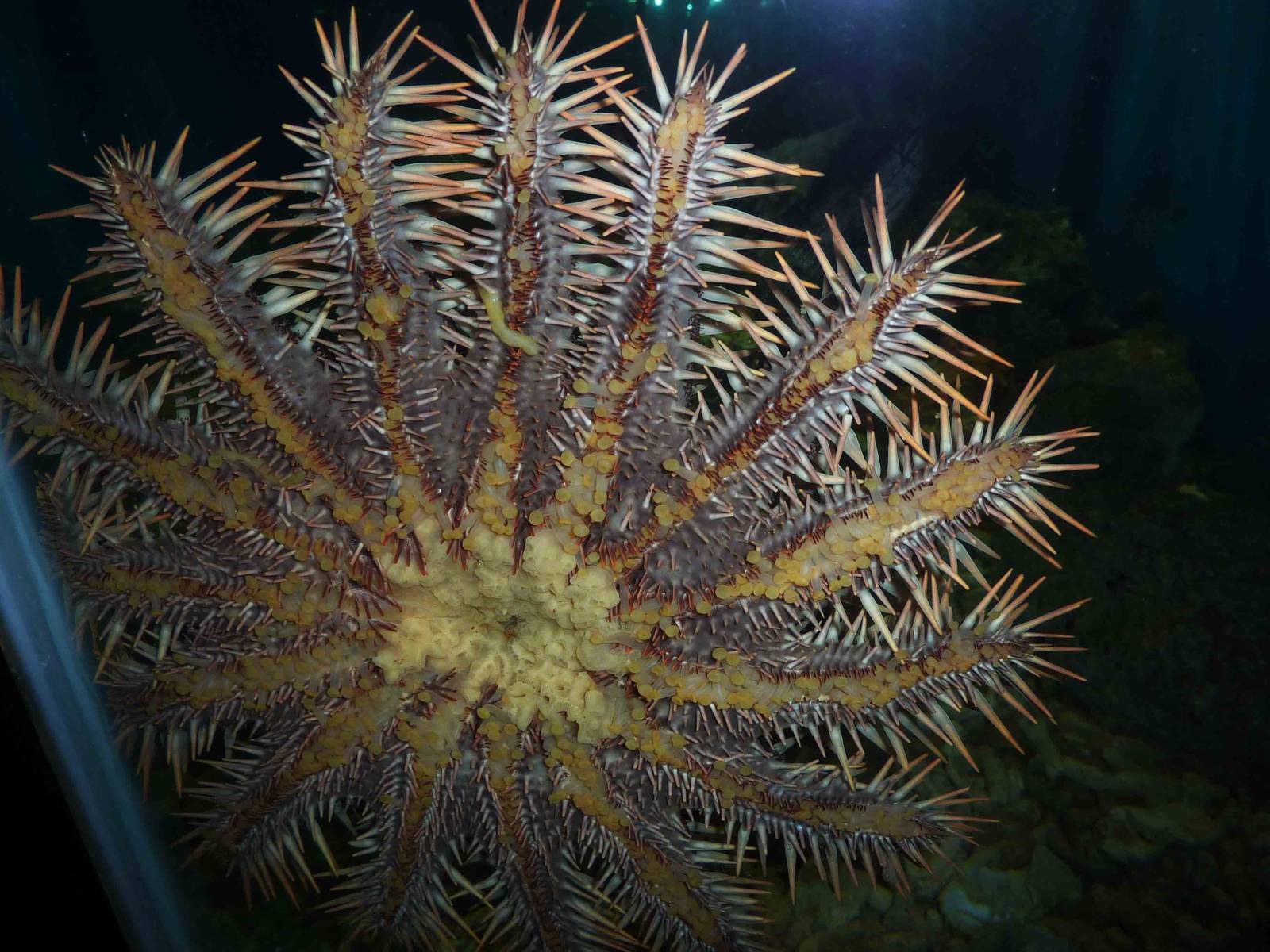 Underside (oral aspect) of a crown-of-thorns starfish, May 2013.