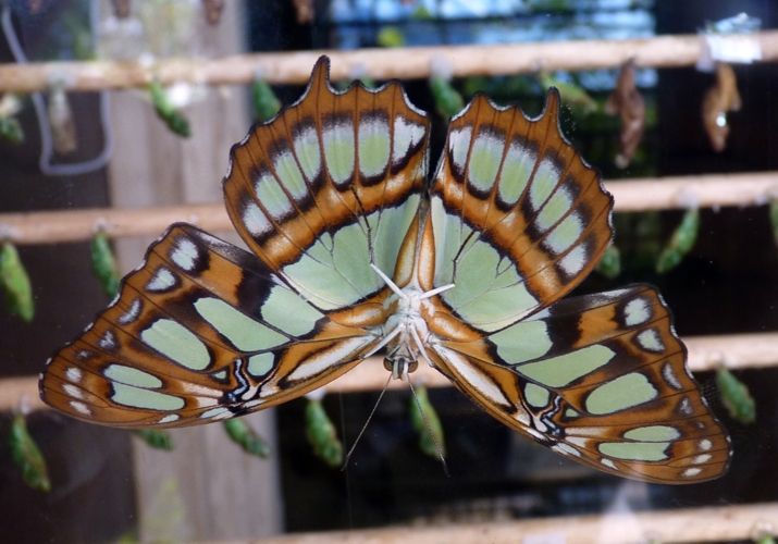 Underview of Malachite butterfly (Siproeta stelenes)